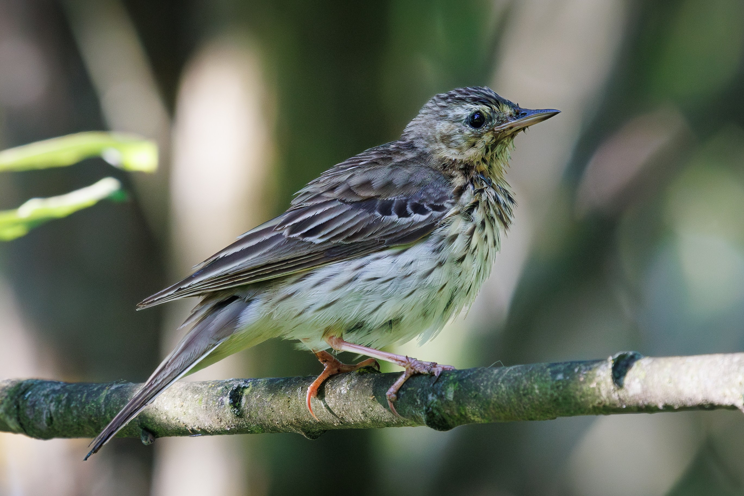 Лесной конек Снято на Canon EOS R8, RF 600 mm f11.