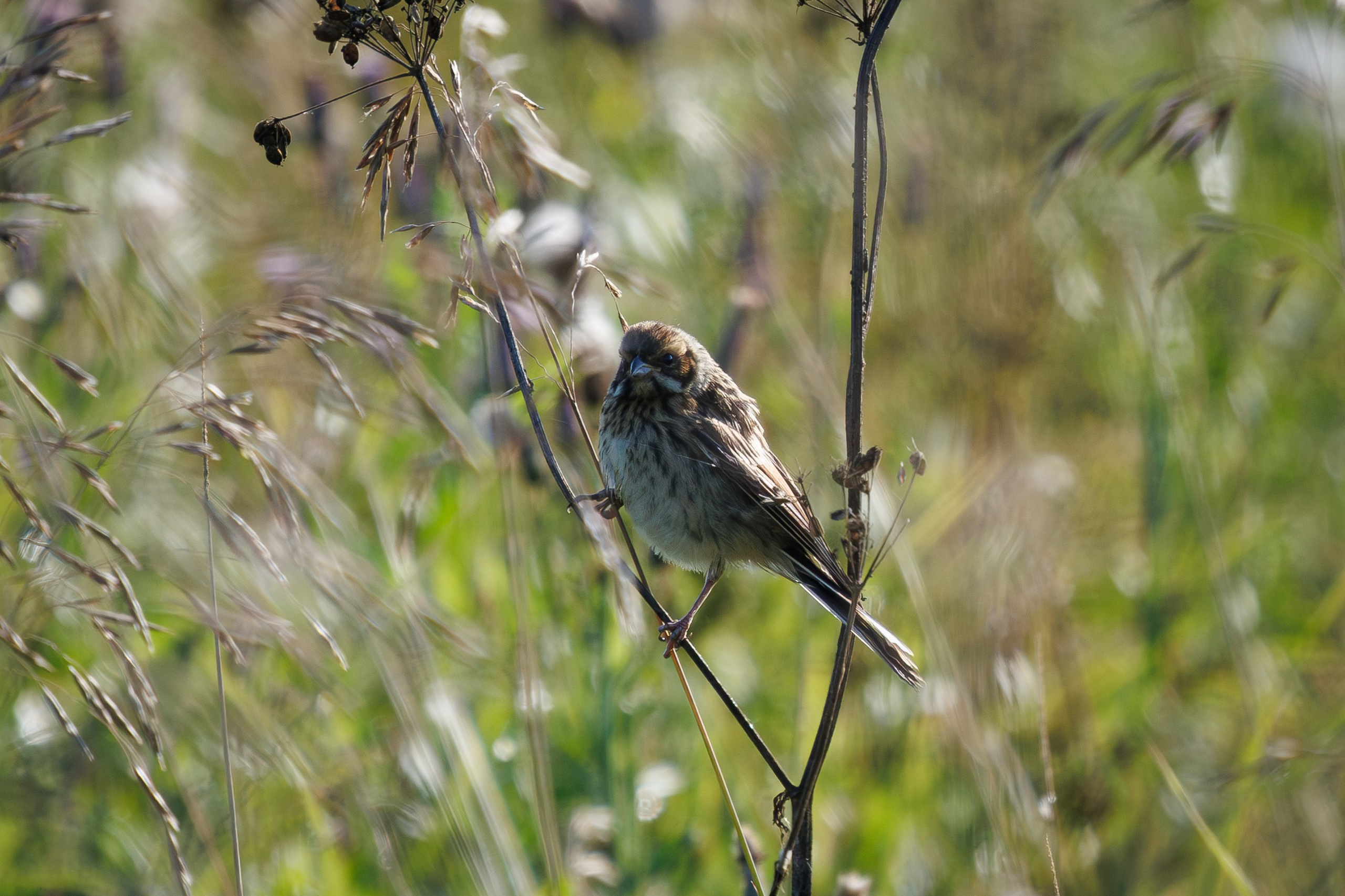 Птицы Москворецкого пойменного заказника. Птицы парков г. Люберцы