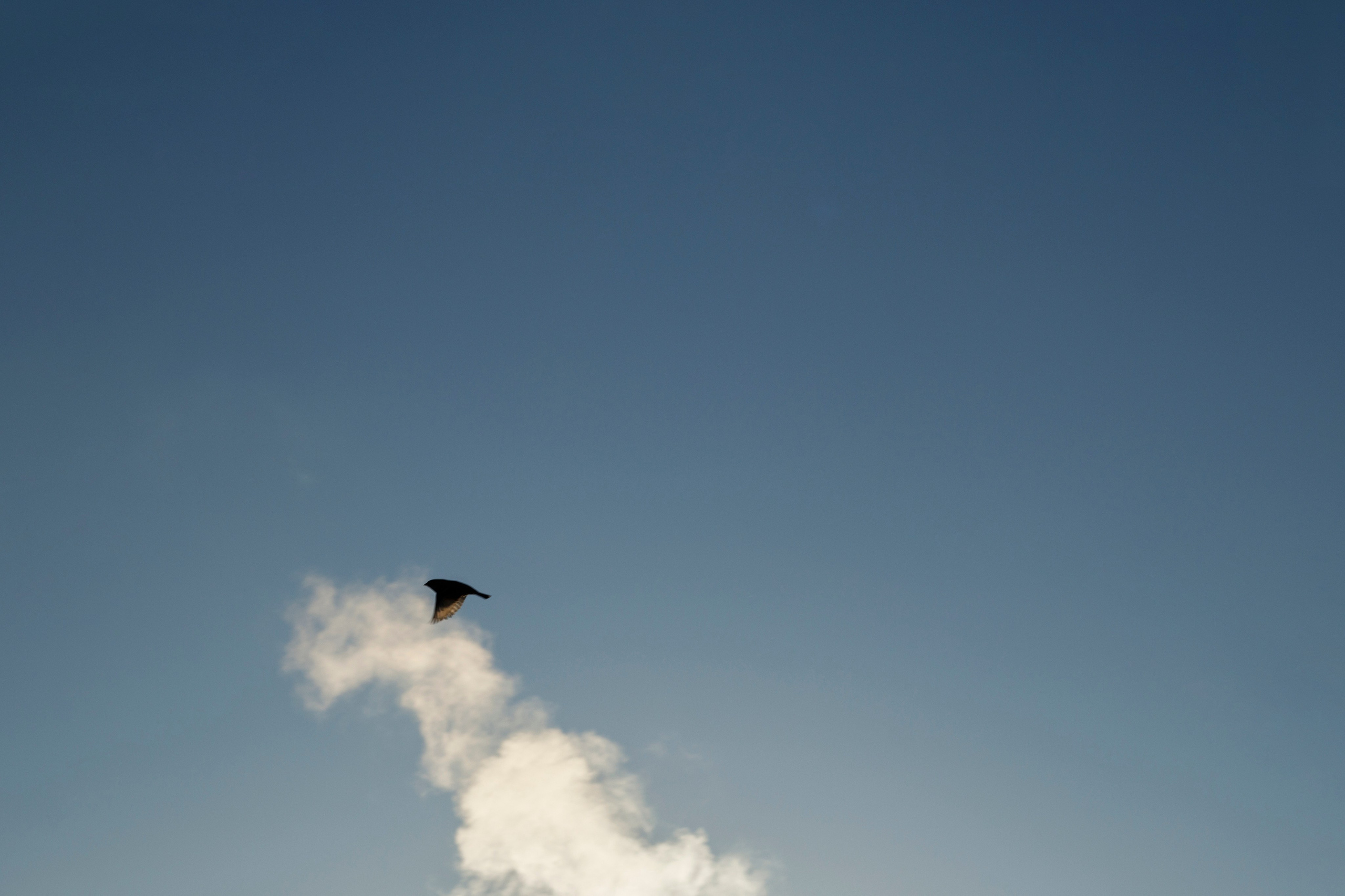 一月的花园 – 冬季静谧与脆弱自然摄影