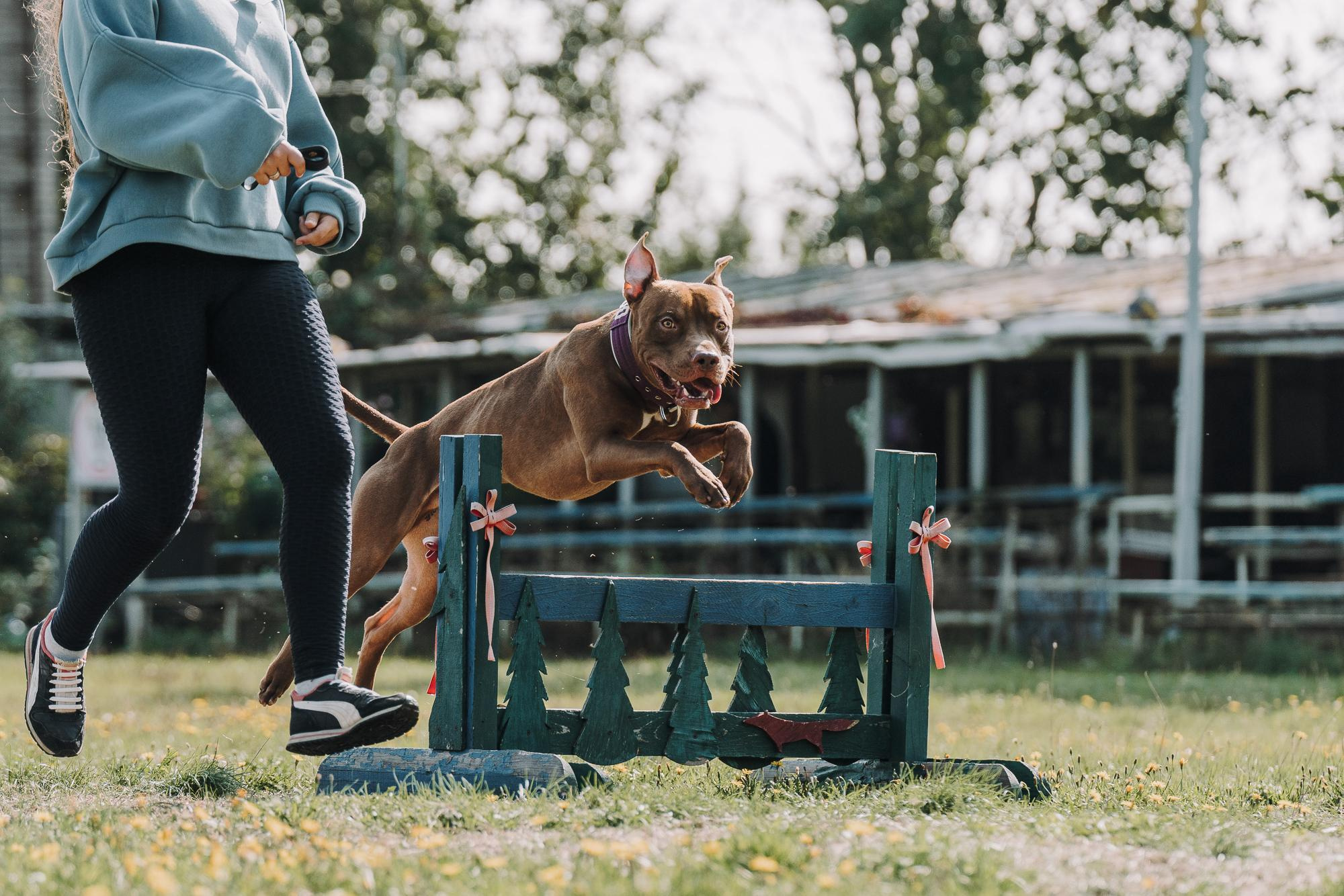 День пита и стаффа. Фотограф анималист Осипчикова Мария