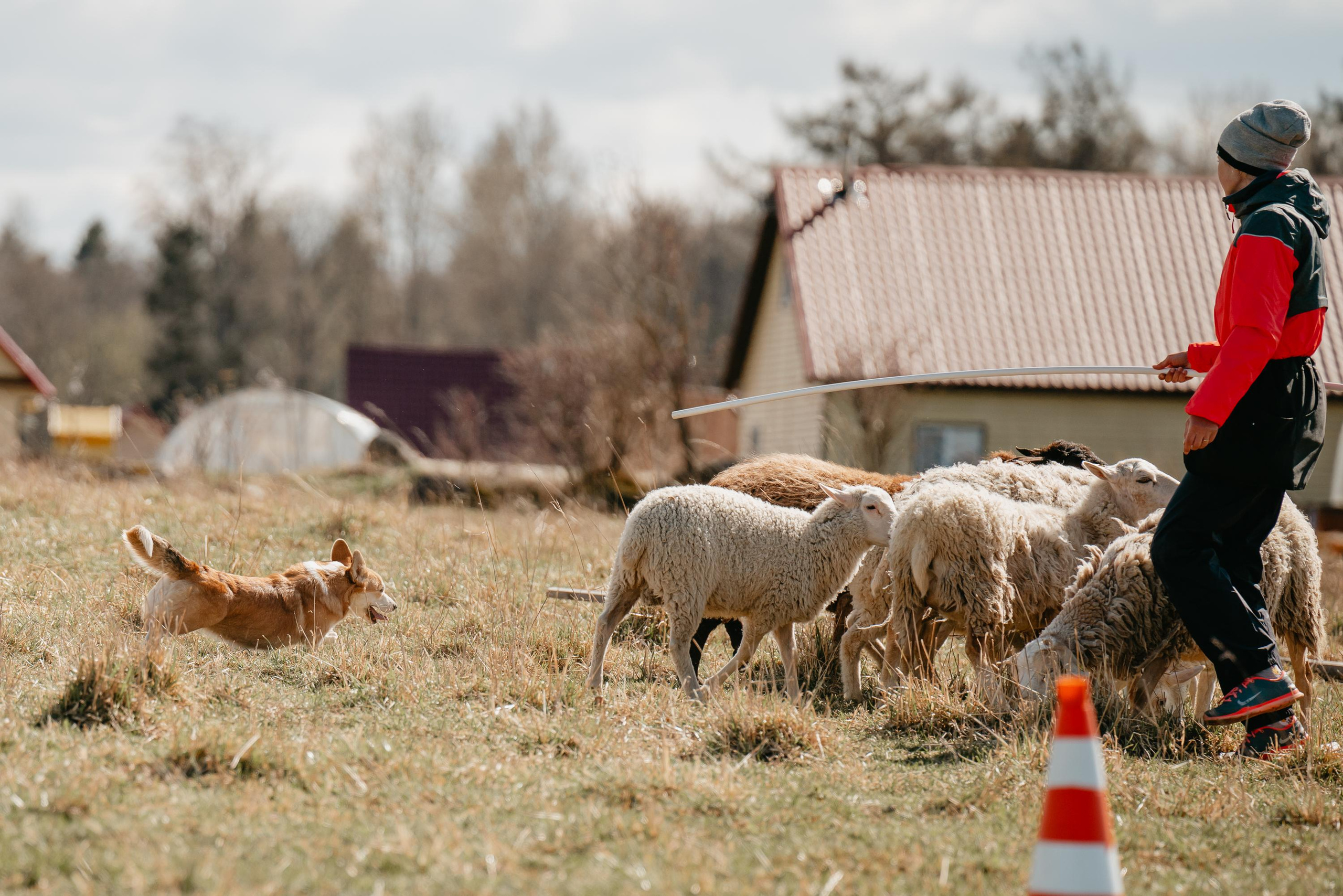 Пастушья служба. Фотограф анималист Осипчикова Мария