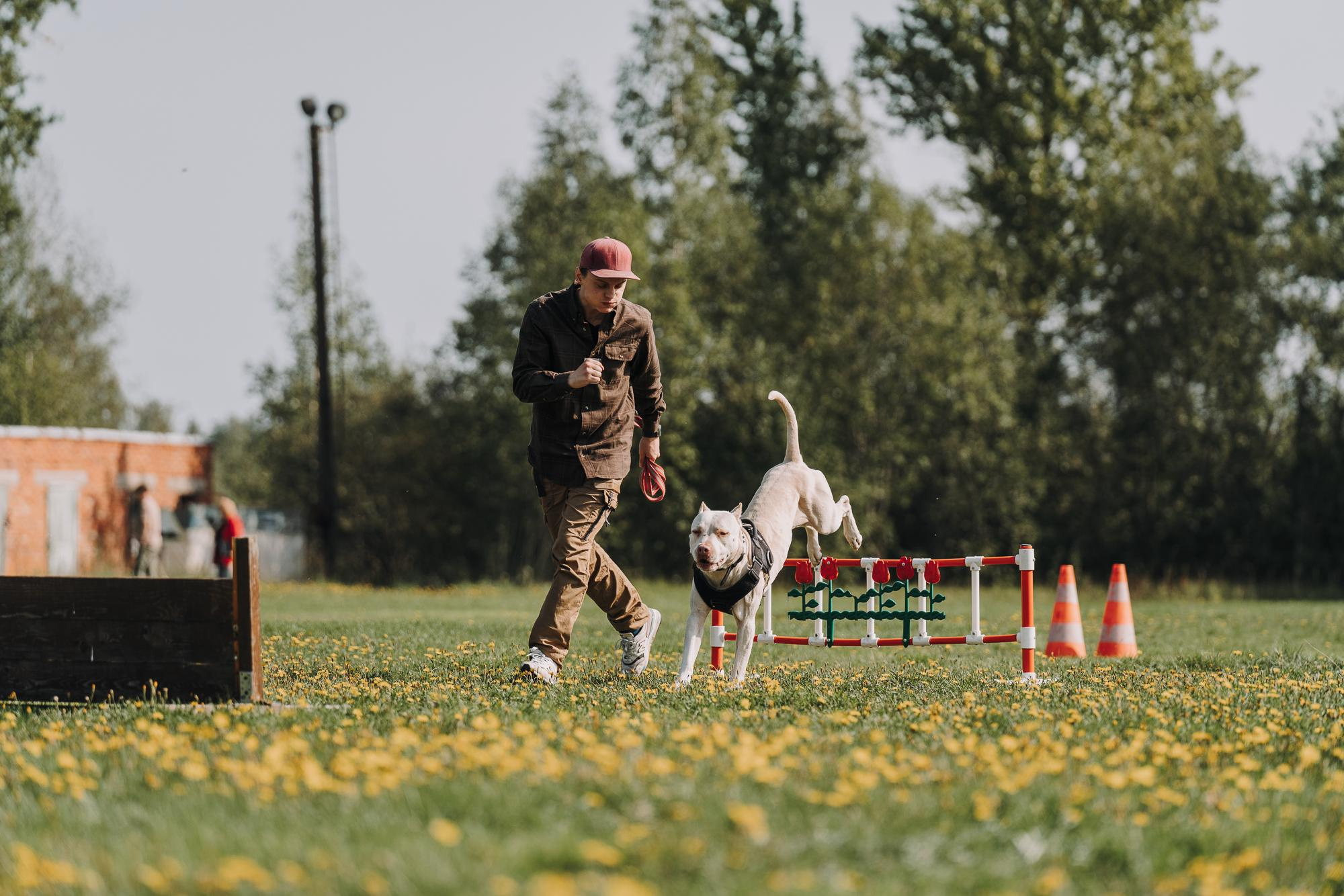 День пита и стаффа. Фотограф анималист Осипчикова Мария