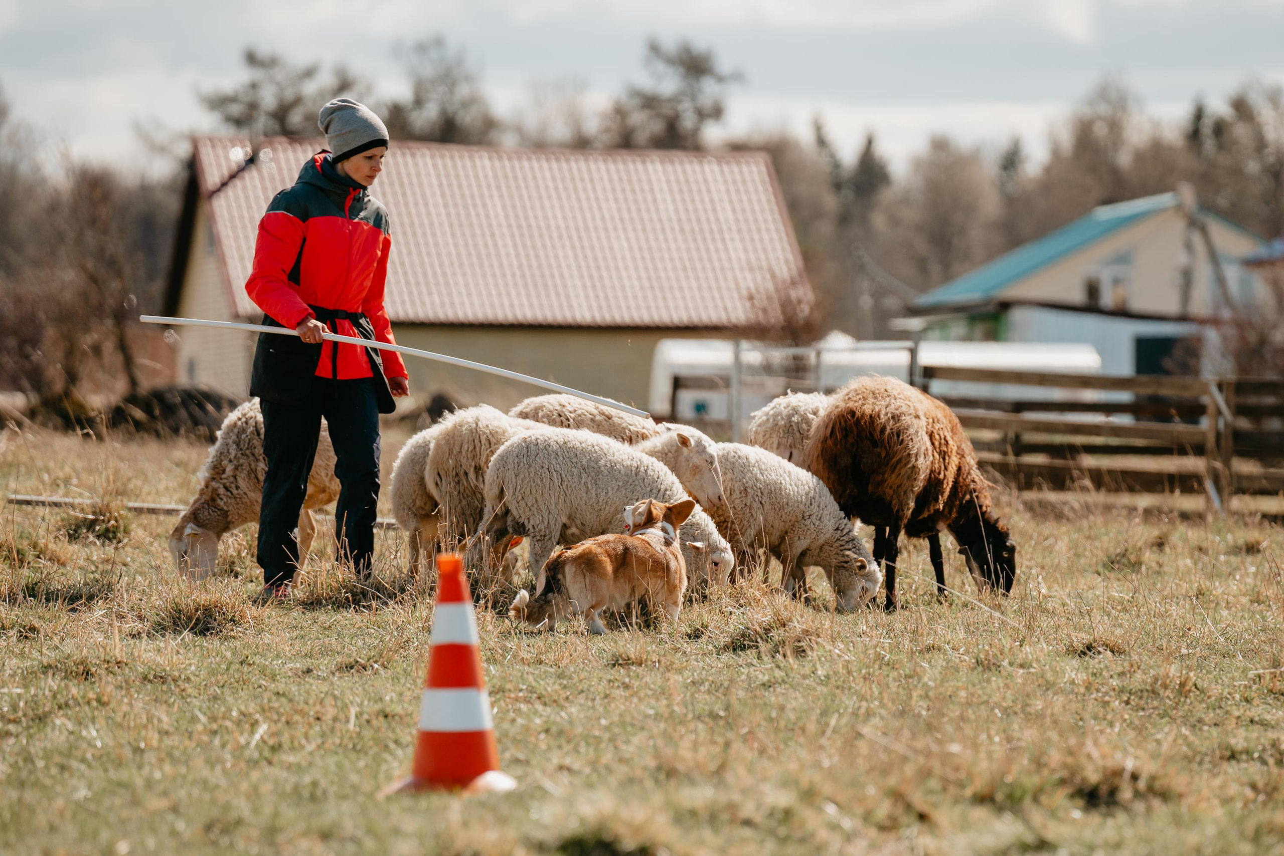 Пастушья служба. Фотограф анималист Осипчикова Мария