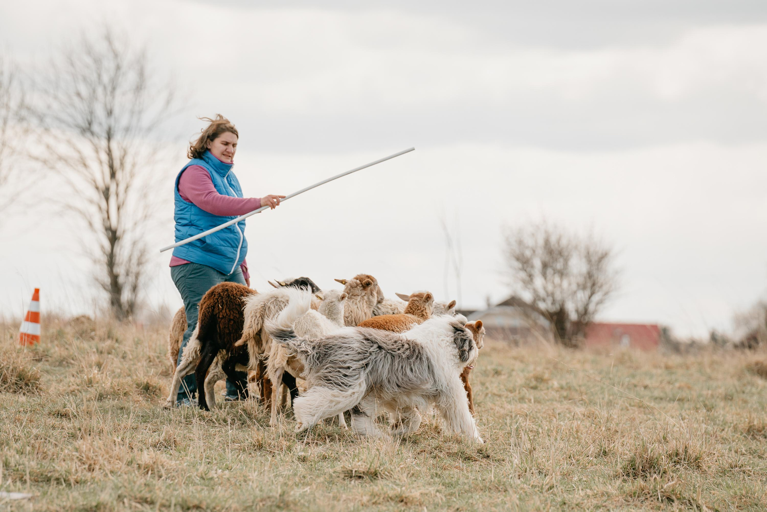 Пастушья служба. Фотограф анималист Осипчикова Мария