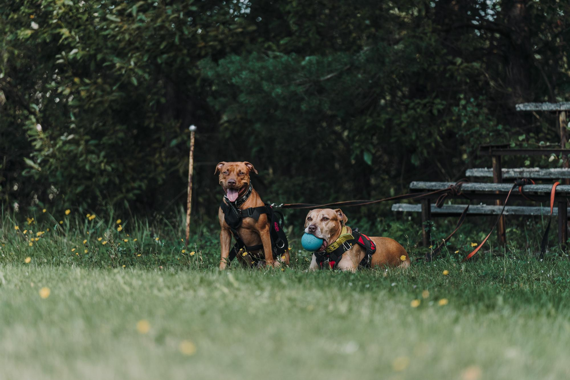 День пита и стаффа. Фотограф анималист Осипчикова Мария