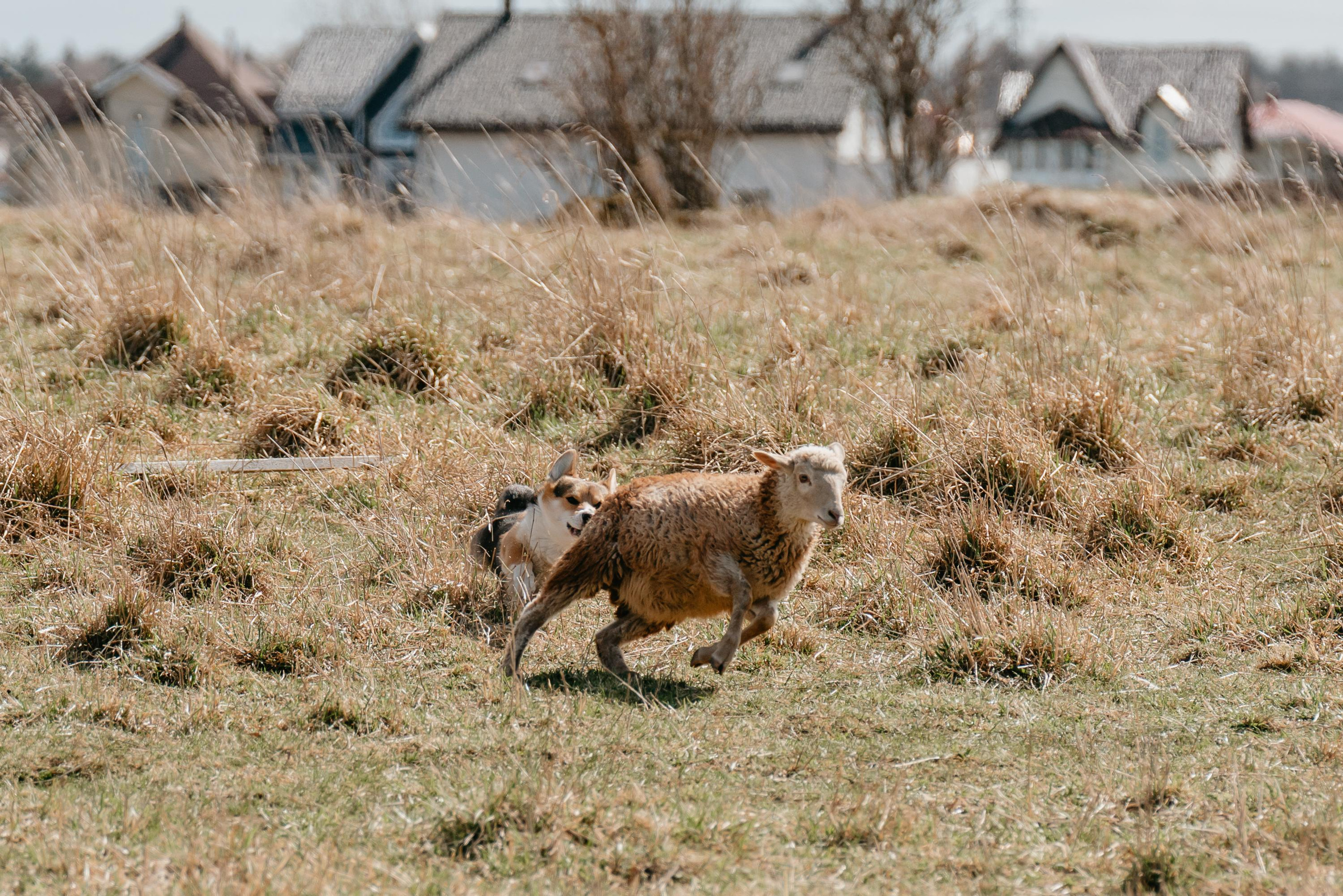 Пастушья служба. Фотограф анималист Осипчикова Мария