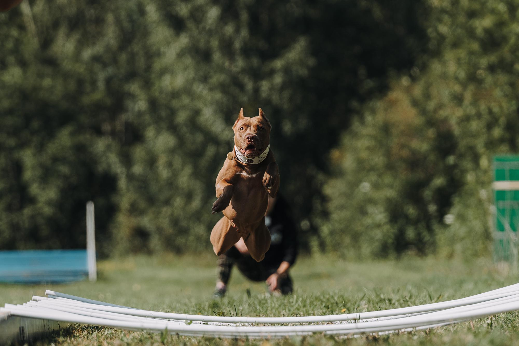 День пита и стаффа. Фотограф анималист Осипчикова Мария