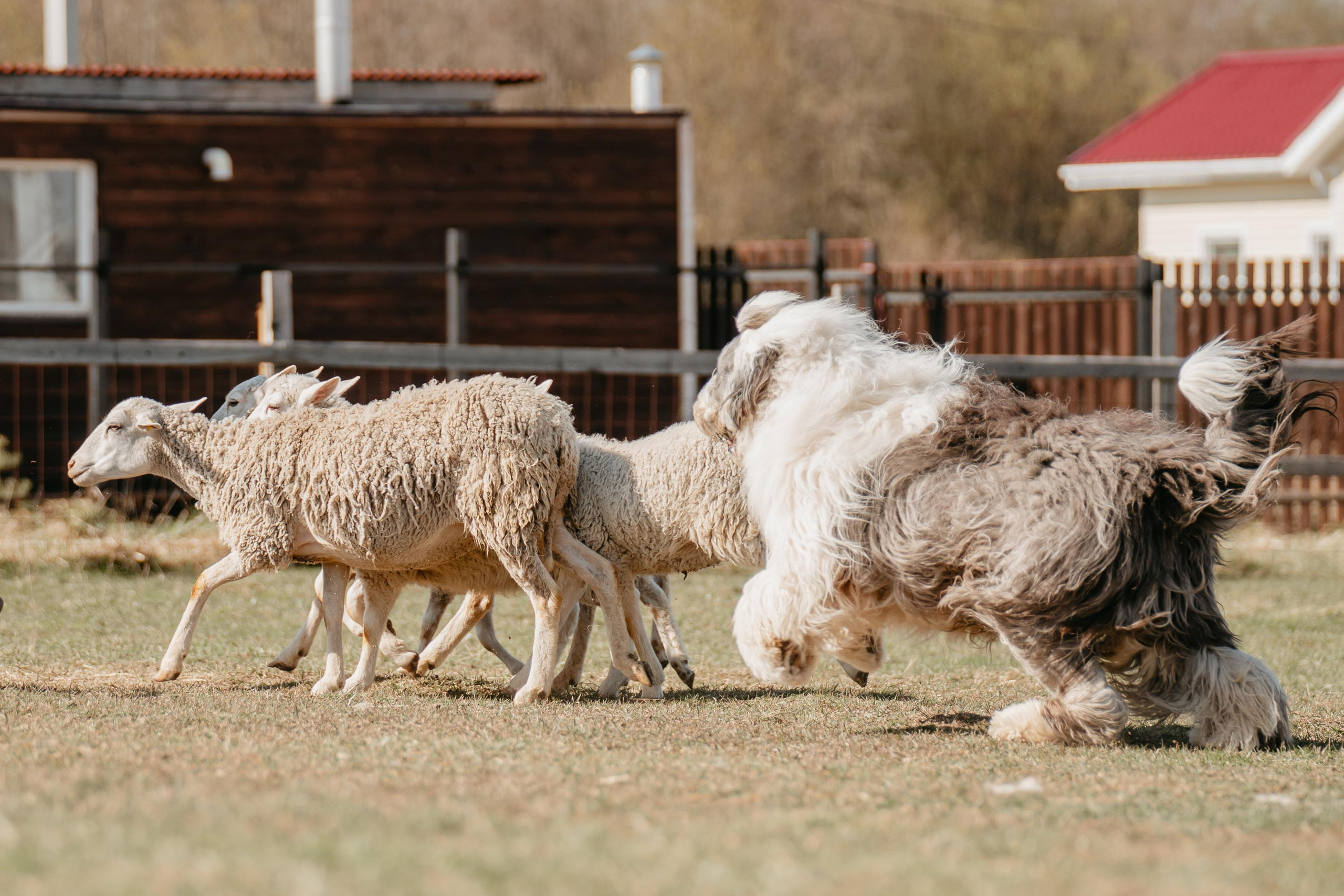 Пастушья служба. Фотограф анималист Осипчикова Мария