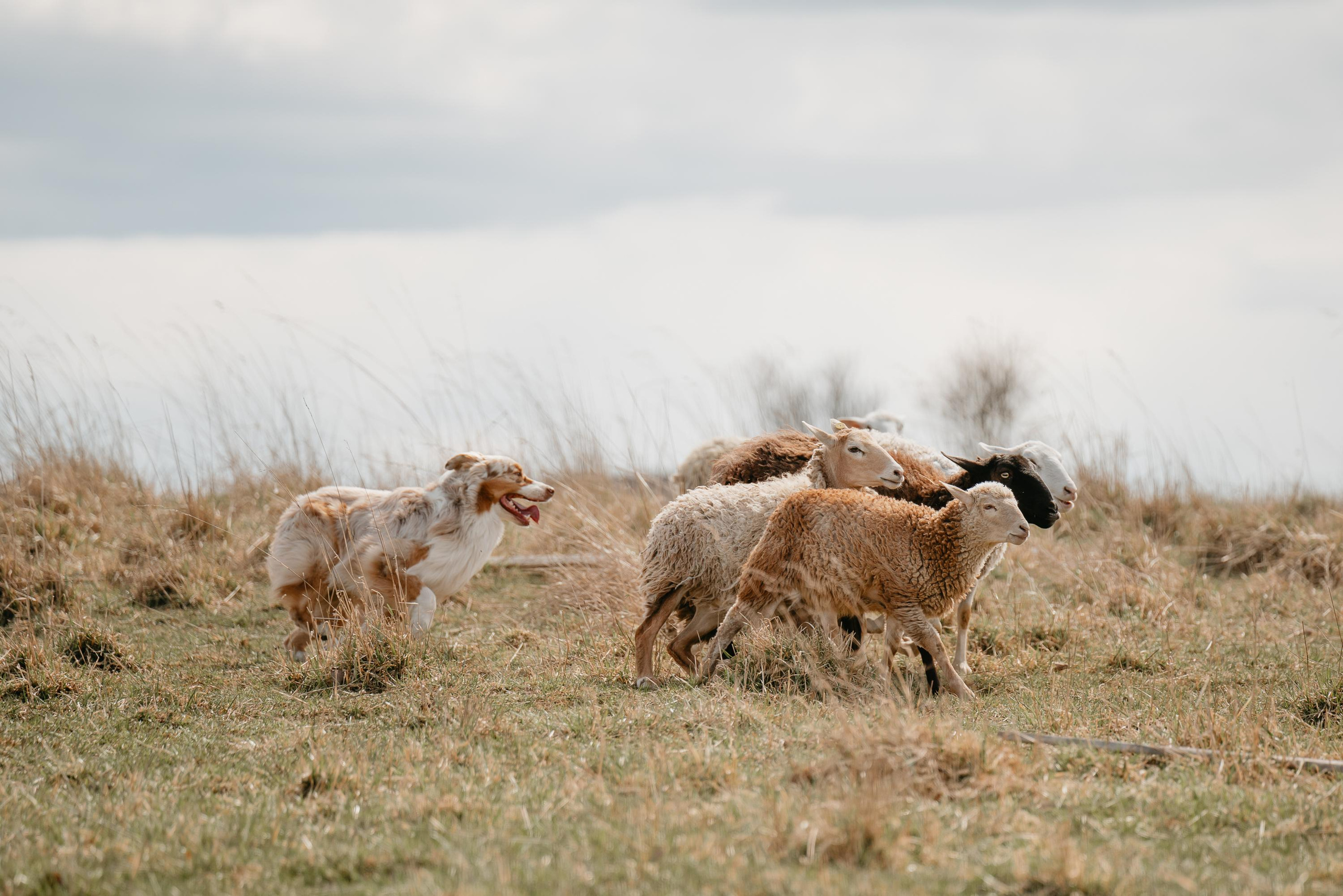 Пастушья служба. Фотограф анималист Осипчикова Мария
