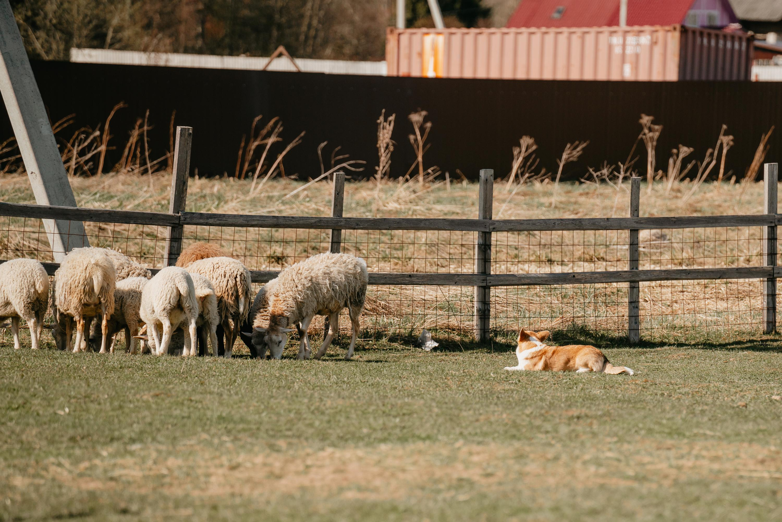 Пастушья служба. Фотограф анималист Осипчикова Мария