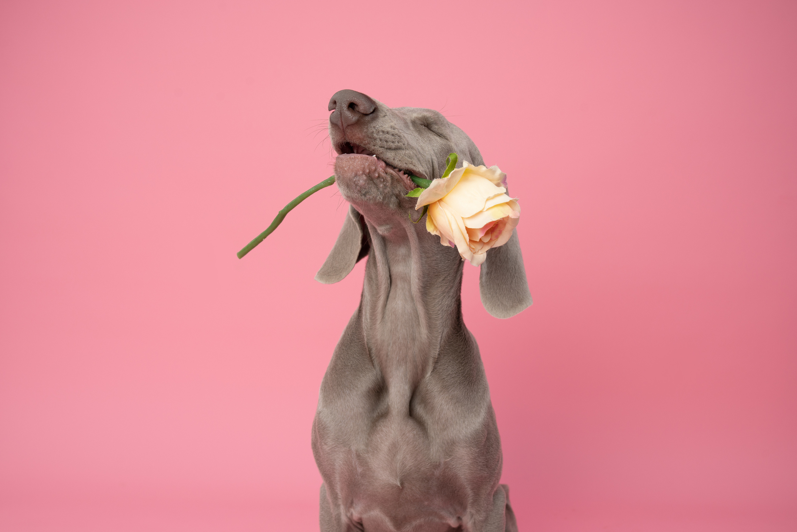 Веймаранер Элай. Фотограф анималист Осипчикова Мария