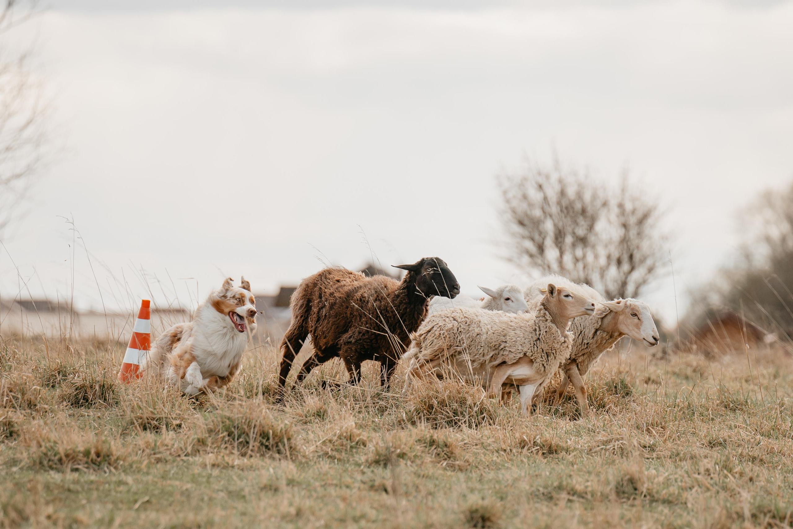 Пастушья служба. Фотограф анималист Осипчикова Мария