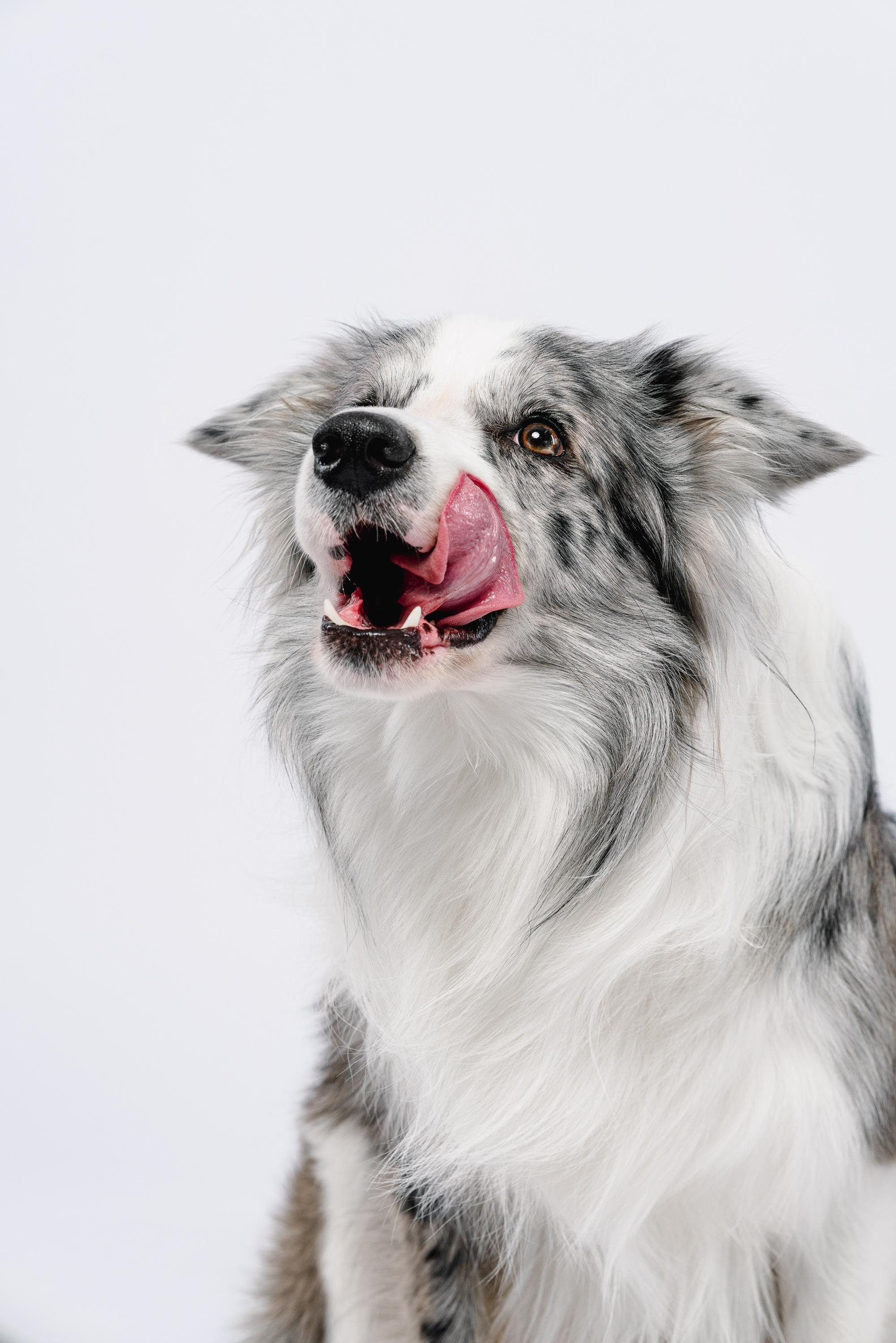 Юля и Ньютон. Фотограф анималист Осипчикова Мария