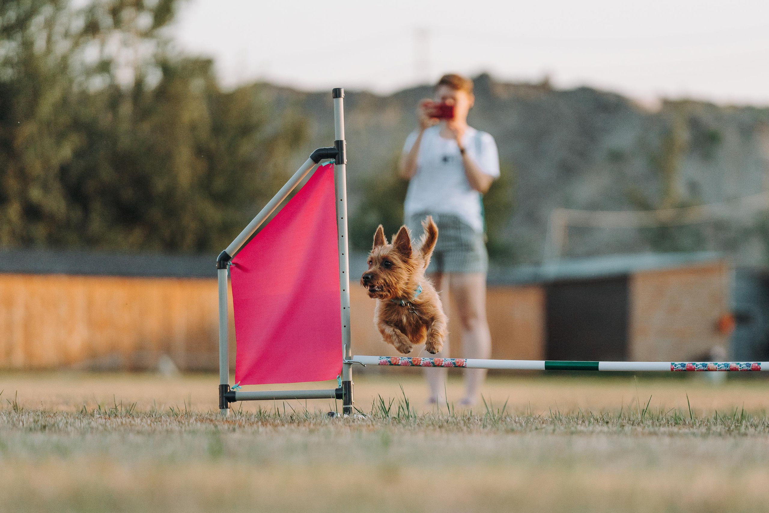 Фрисби игры UpDog. Фотограф анималист Осипчикова Мария