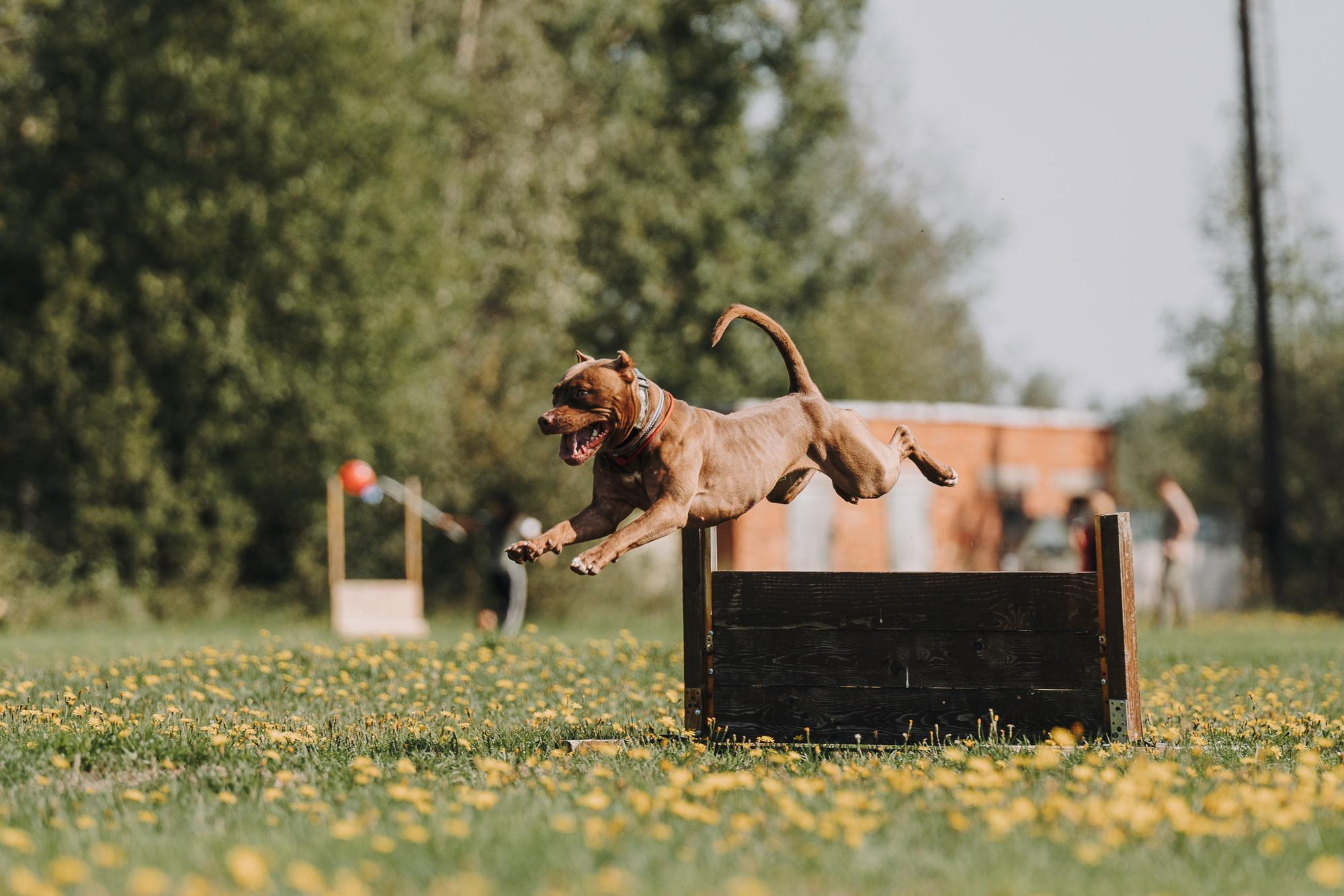 День пита и стаффа. Фотограф анималист Осипчикова Мария