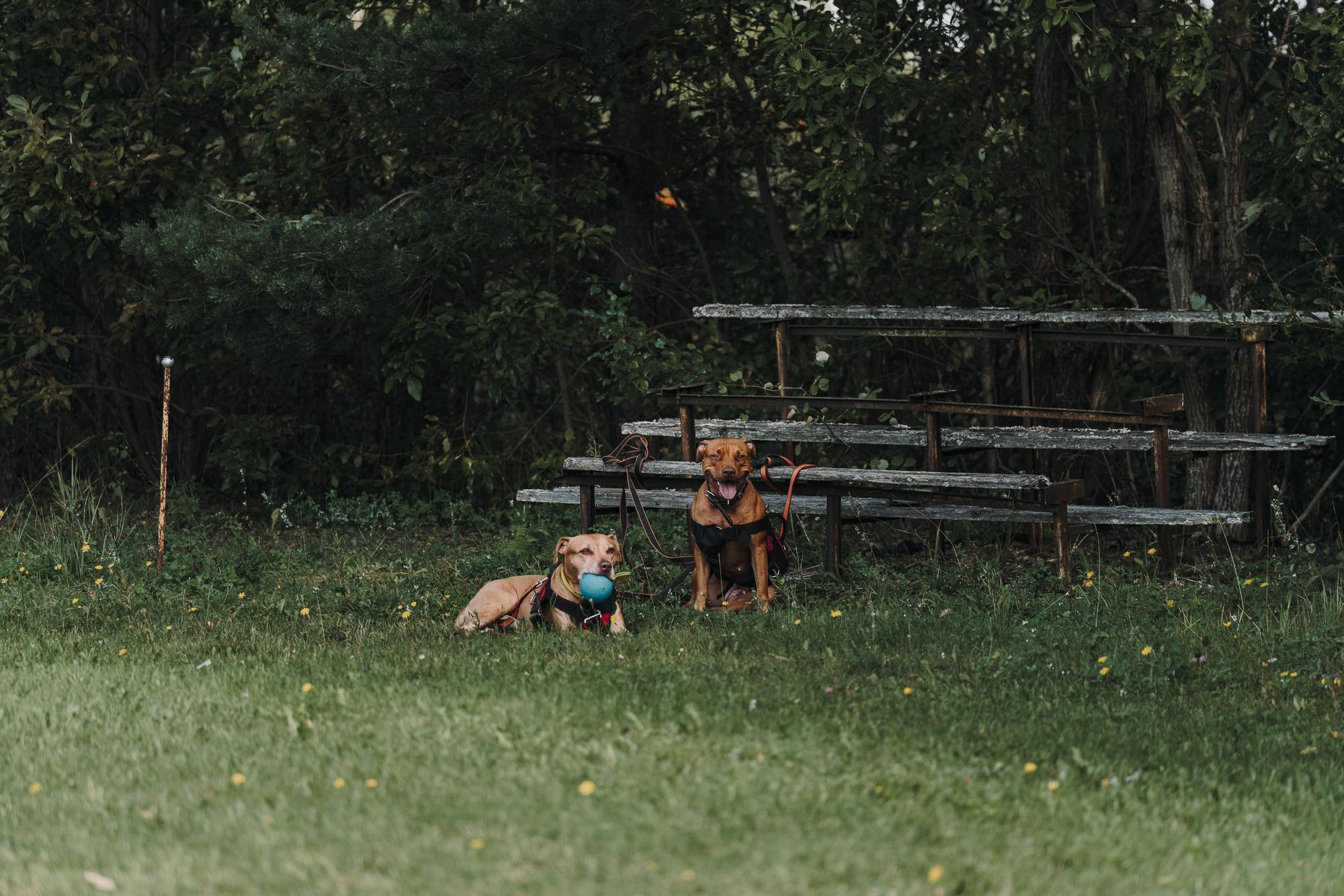 День пита и стаффа. Фотограф анималист Осипчикова Мария