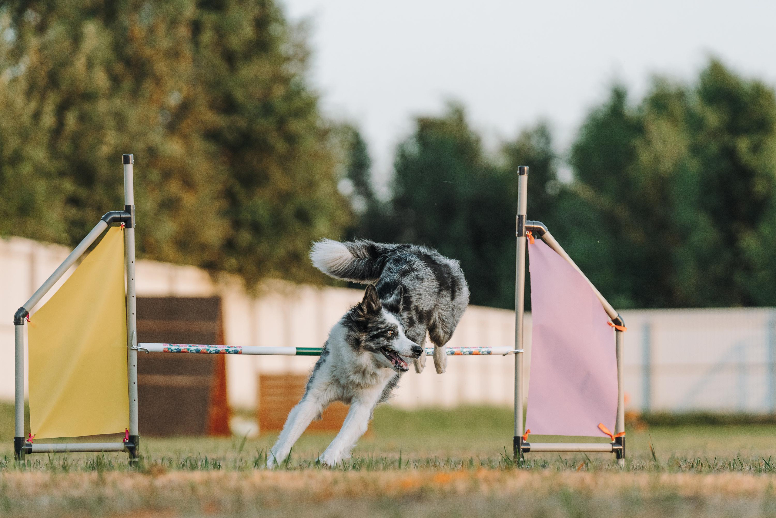 Фрисби игры UpDog. Фотограф анималист Осипчикова Мария