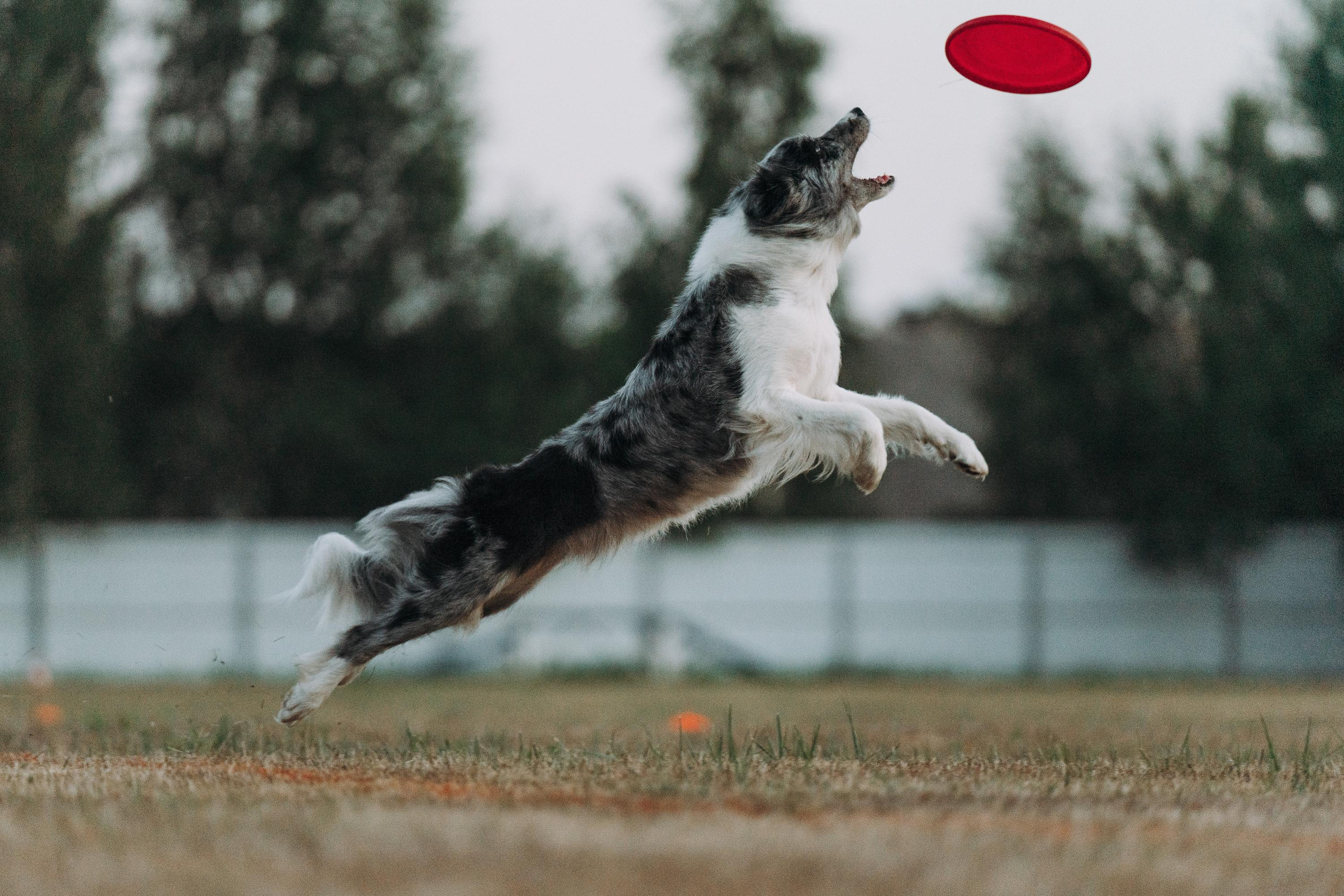 Фрисби игры UpDog. Фотограф анималист Осипчикова Мария