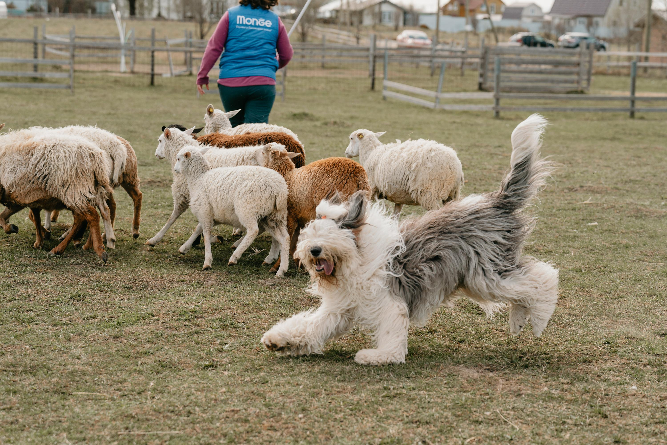 Пастушья служба. Фотограф анималист Осипчикова Мария