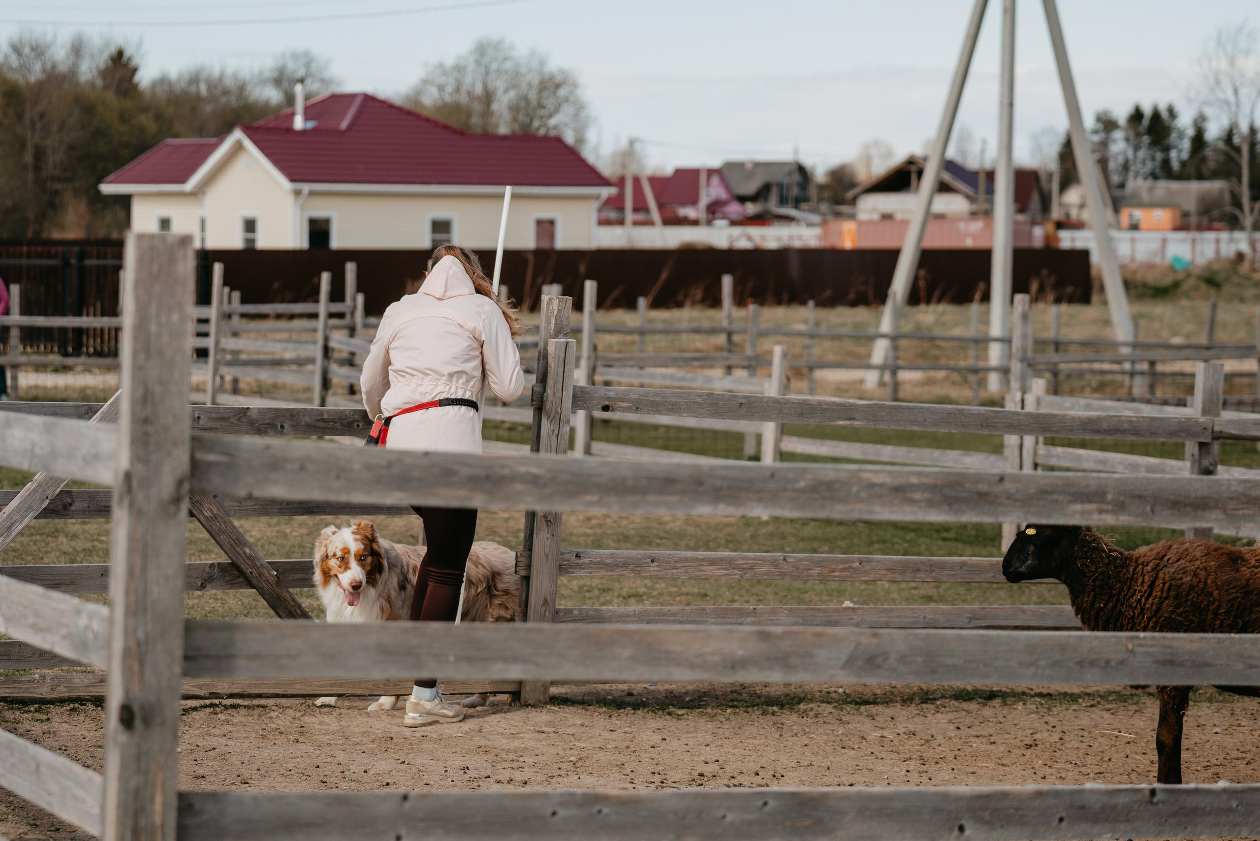 Пастушья служба. Фотограф анималист Осипчикова Мария