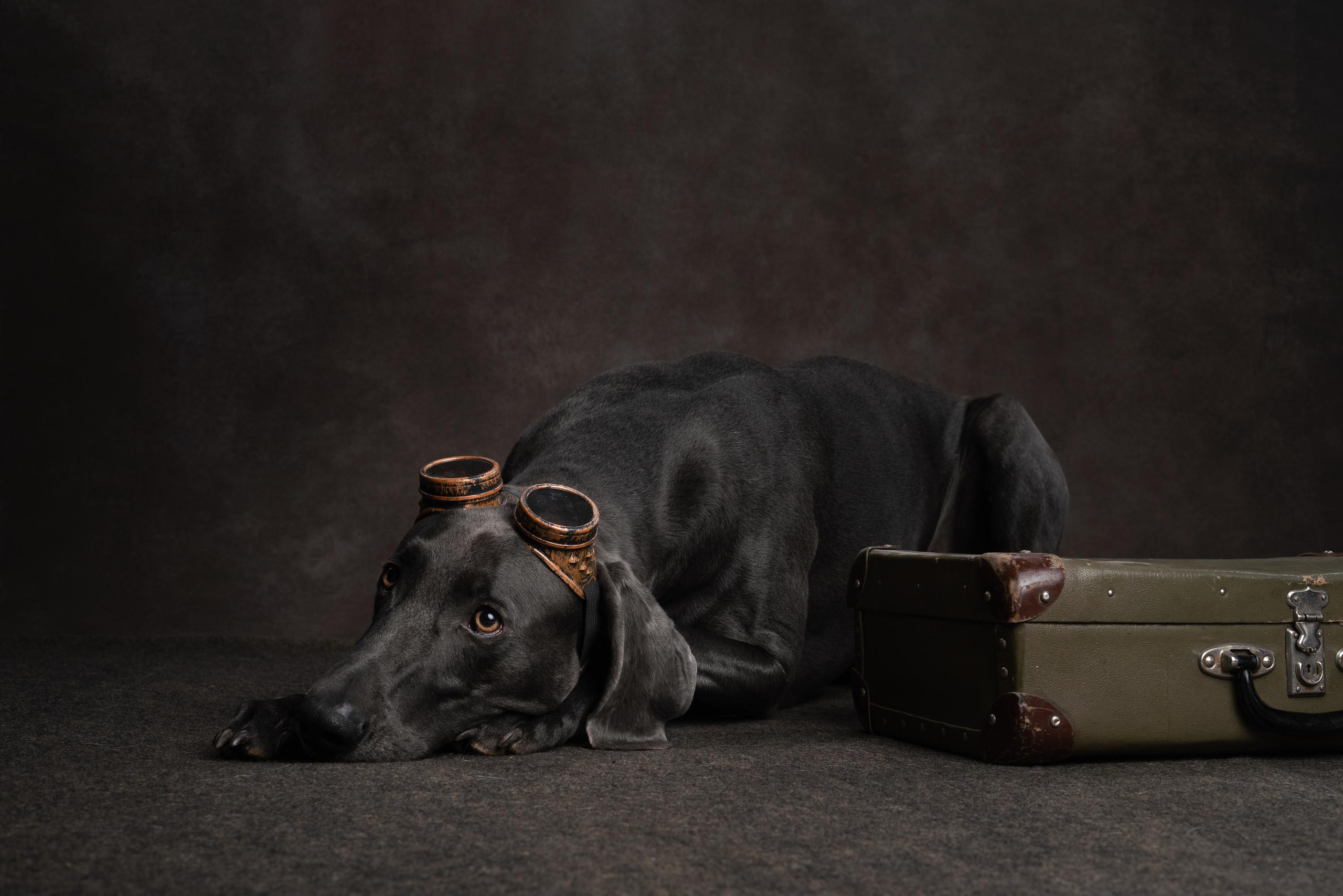 Веймаранер Рон. Фотограф анималист Осипчикова Мария