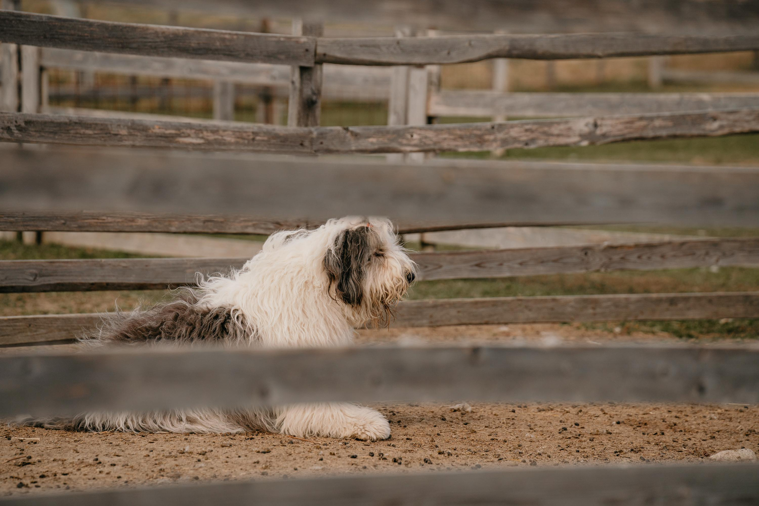 Пастушья служба. Фотограф анималист Осипчикова Мария