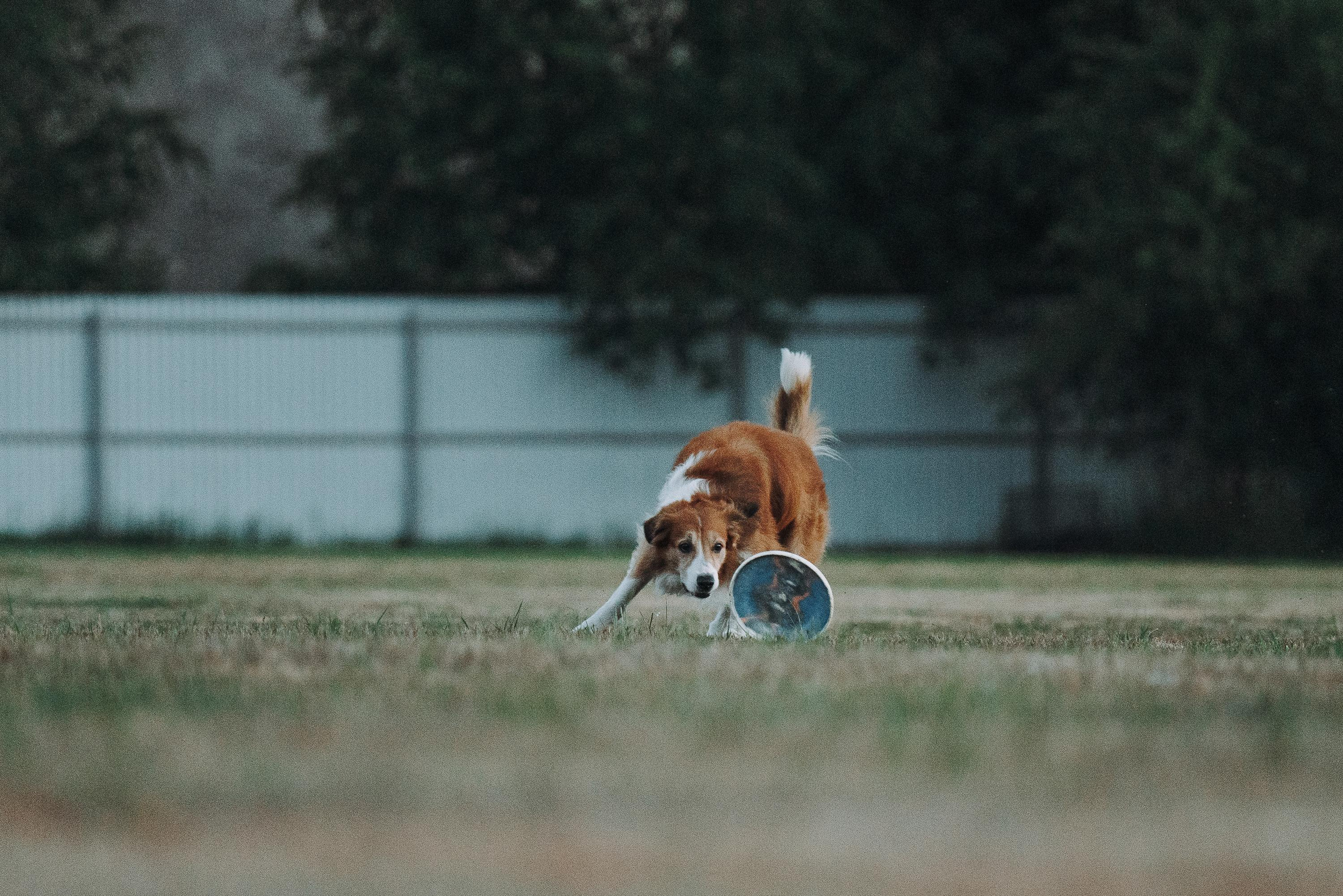 Фрисби игры UpDog. Фотограф анималист Осипчикова Мария