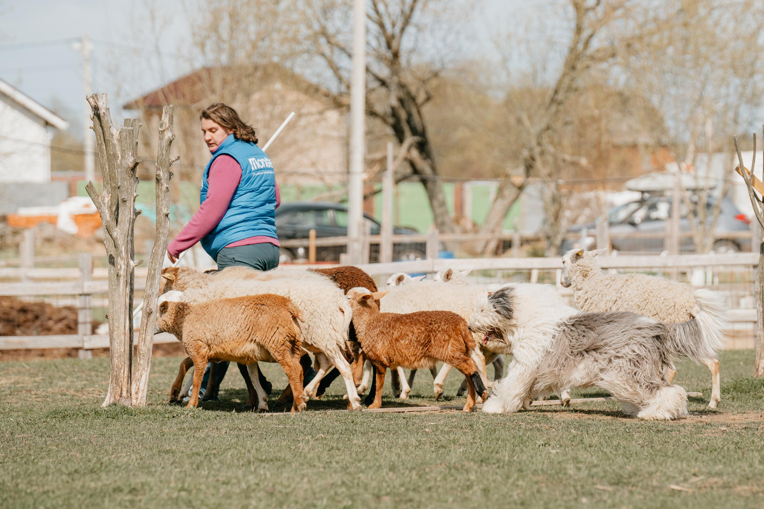 Пастушья служба. Фотограф анималист Осипчикова Мария