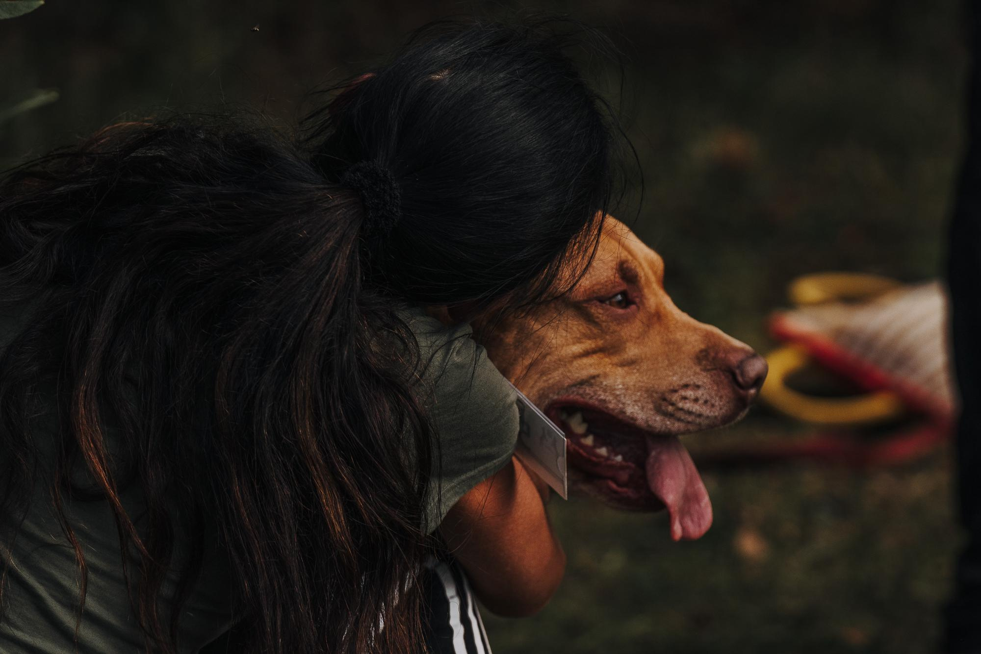 День пита и стаффа. Фотограф анималист Осипчикова Мария