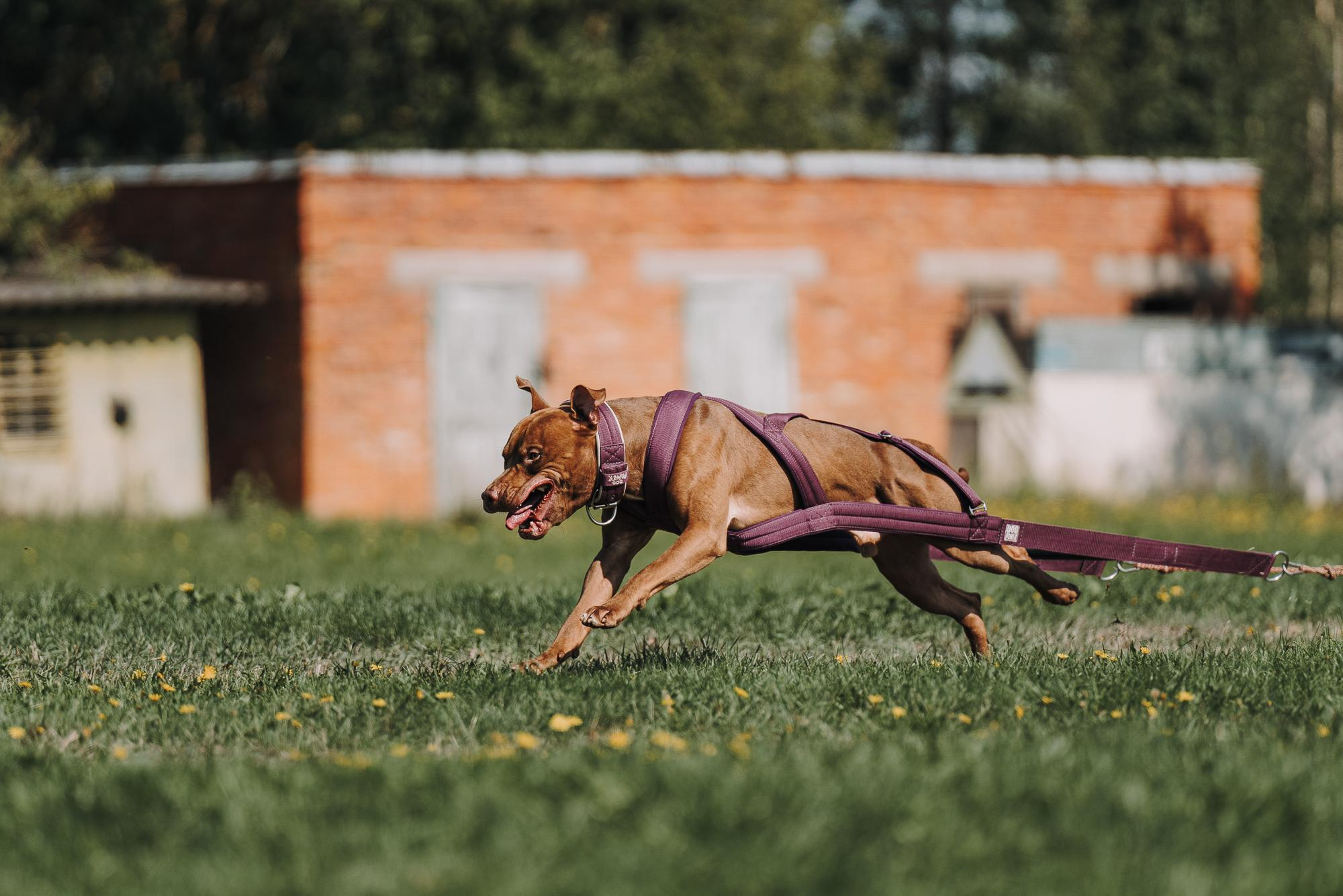 День пита и стаффа. Фотограф анималист Осипчикова Мария