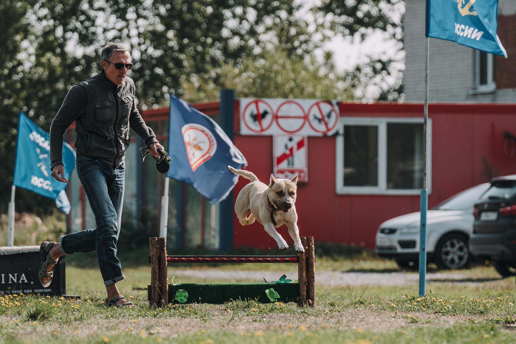 День пита и стаффа. Фотограф анималист Осипчикова Мария