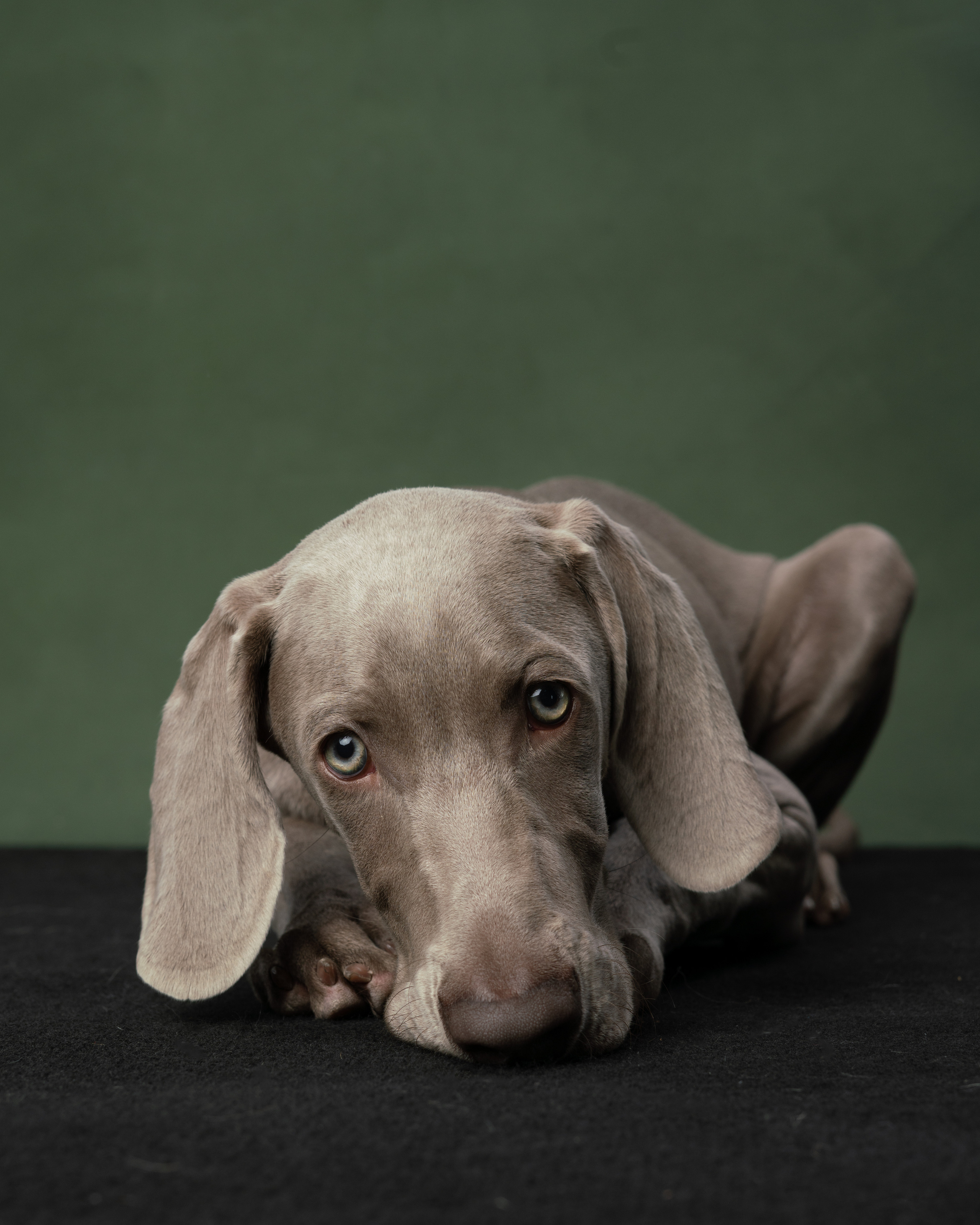Веймаранер Элай. Фотограф анималист Осипчикова Мария