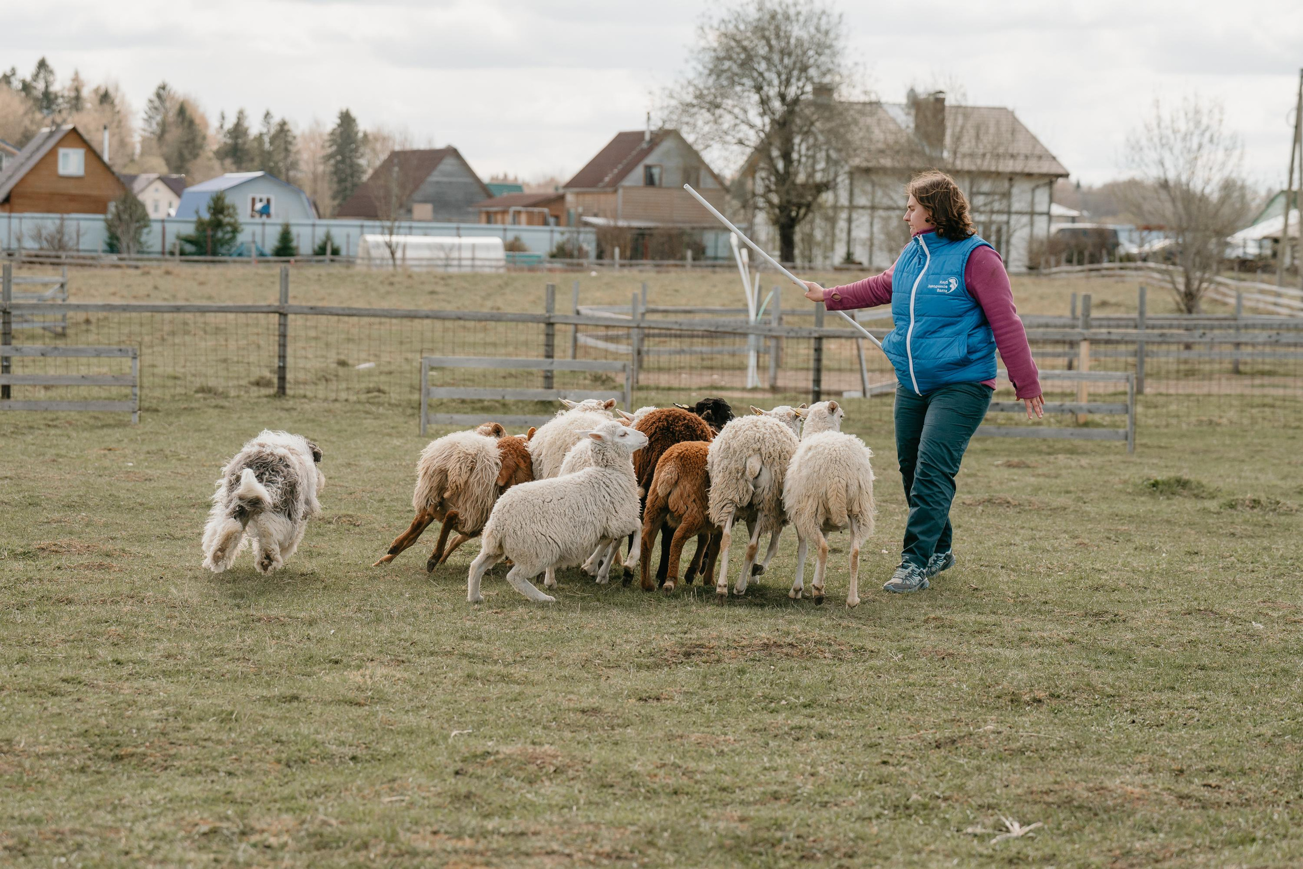 Пастушья служба. Фотограф анималист Осипчикова Мария