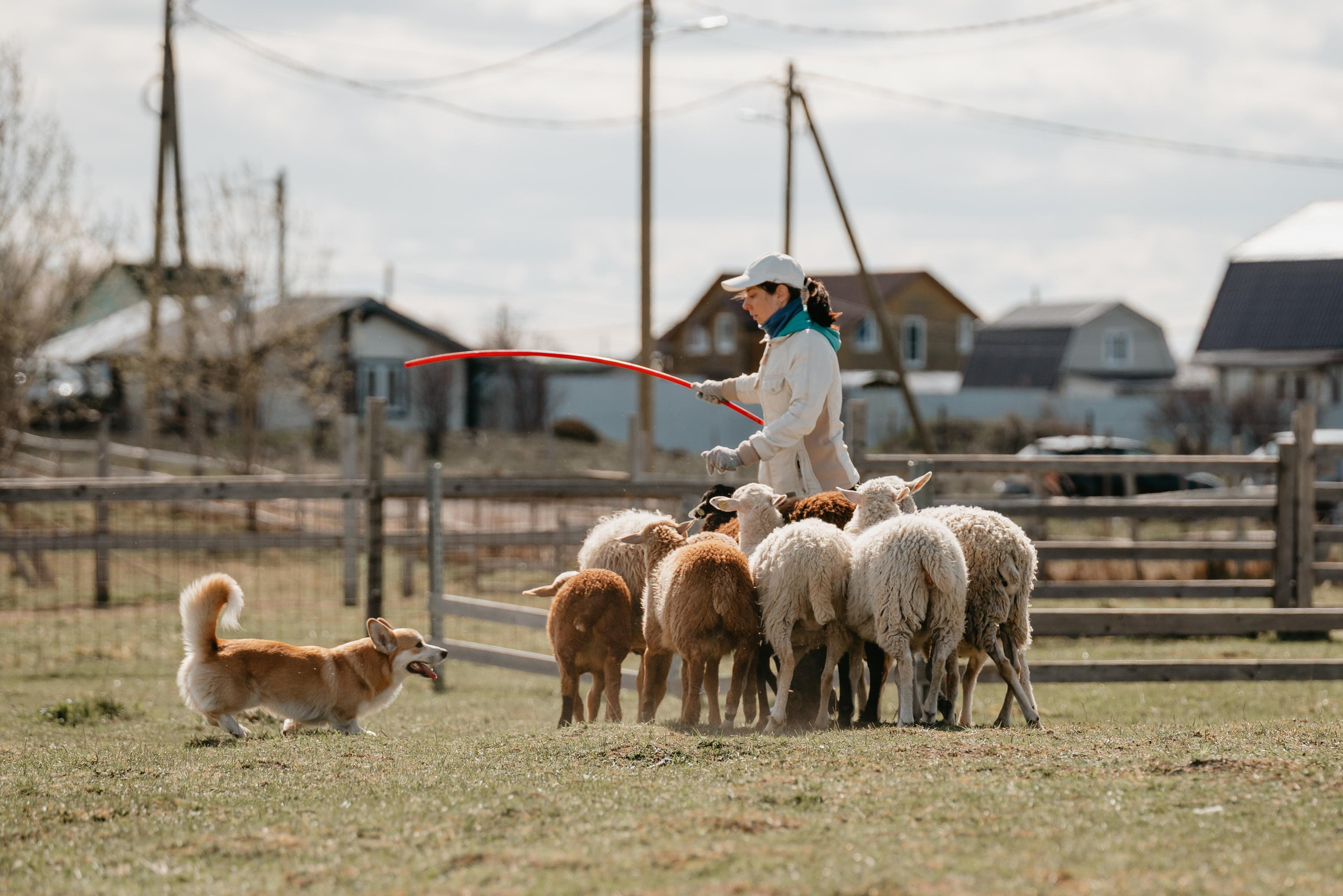 Пастушья служба. Фотограф анималист Осипчикова Мария