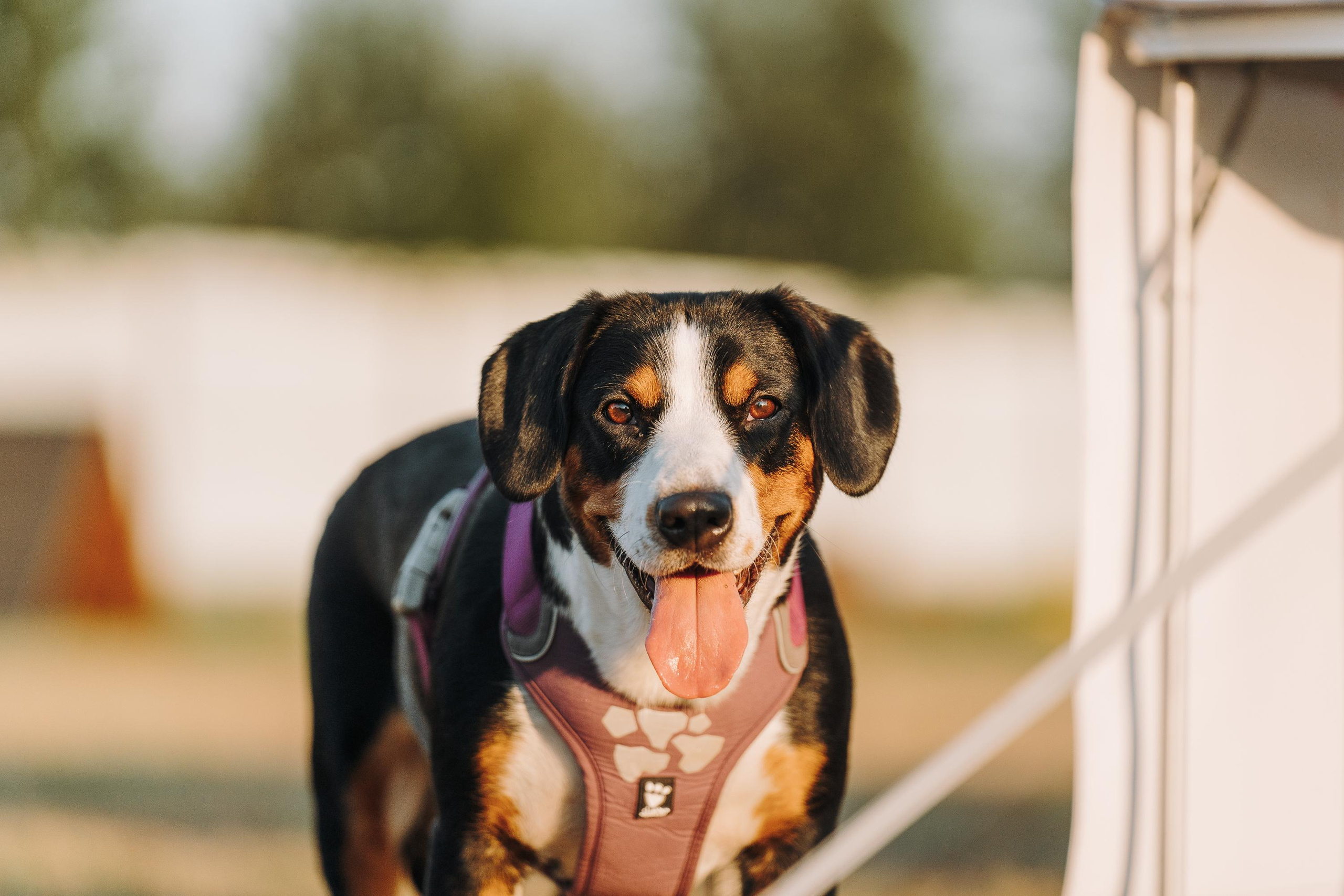 Фрисби игры UpDog. Фотограф анималист Осипчикова Мария