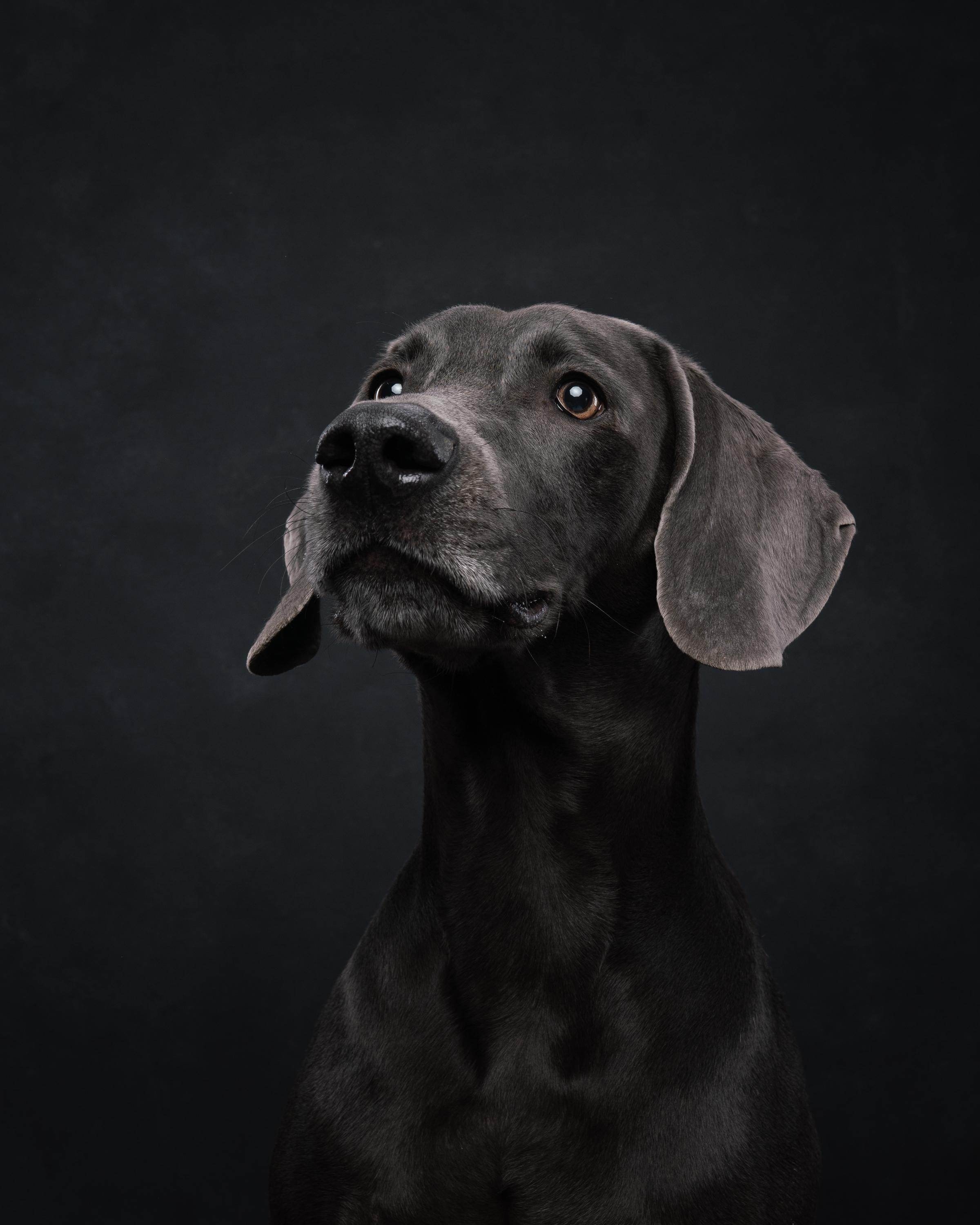 Веймаранер Рон. Фотограф анималист Осипчикова Мария