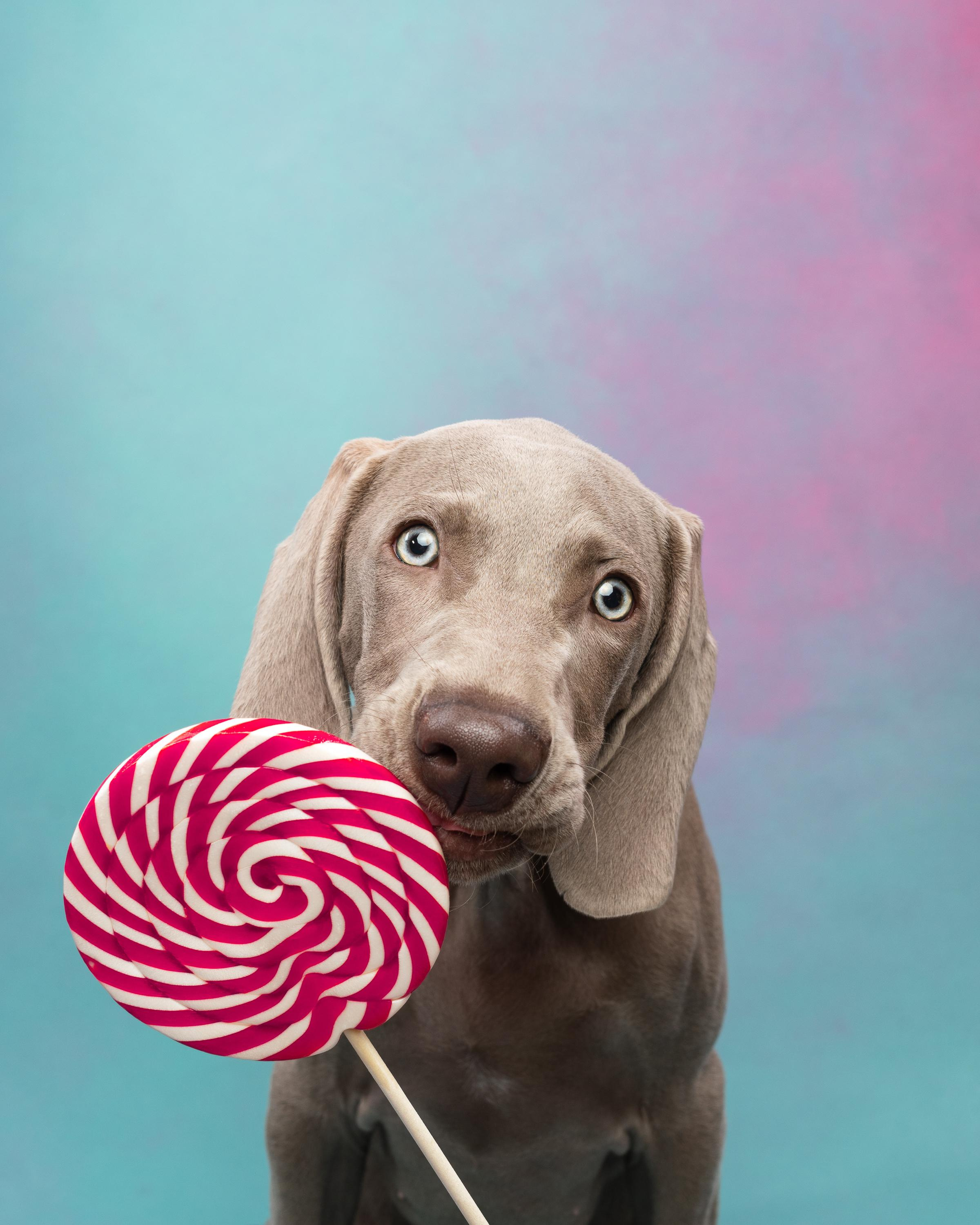 Веймаранер Эспен. Фотограф анималист Осипчикова Мария