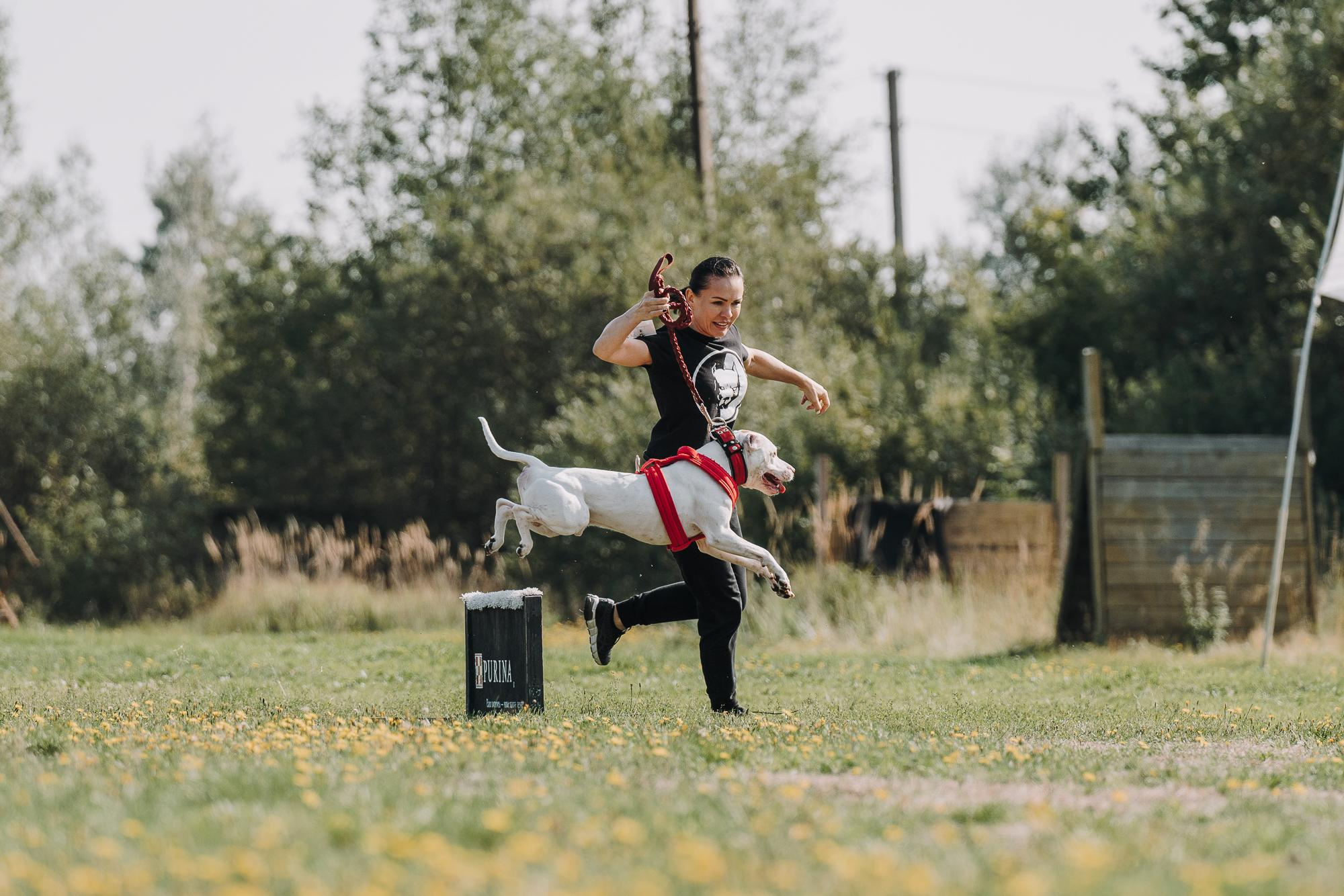 День пита и стаффа. Фотограф анималист Осипчикова Мария