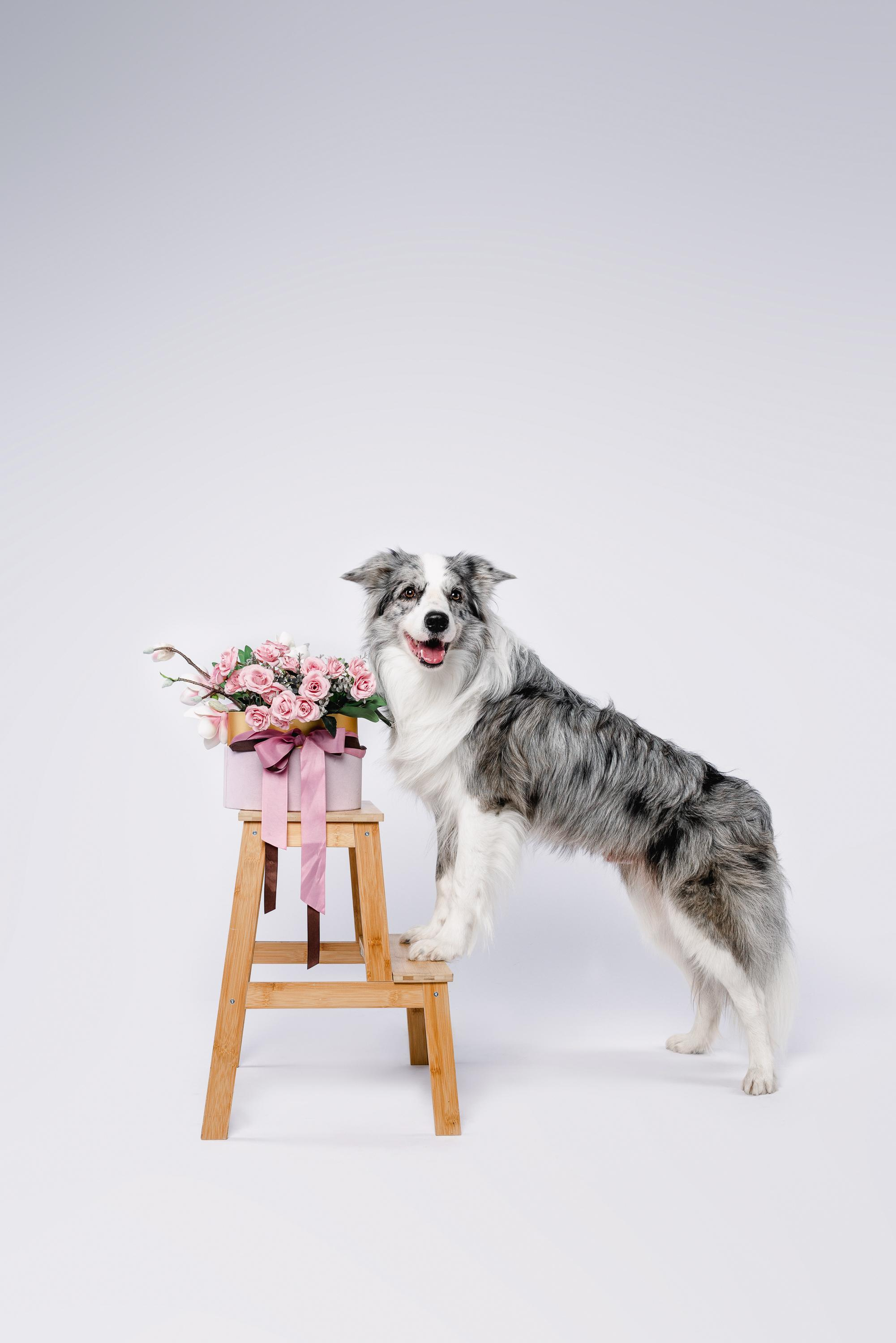 Юля и Ньютон. Фотограф анималист Осипчикова Мария