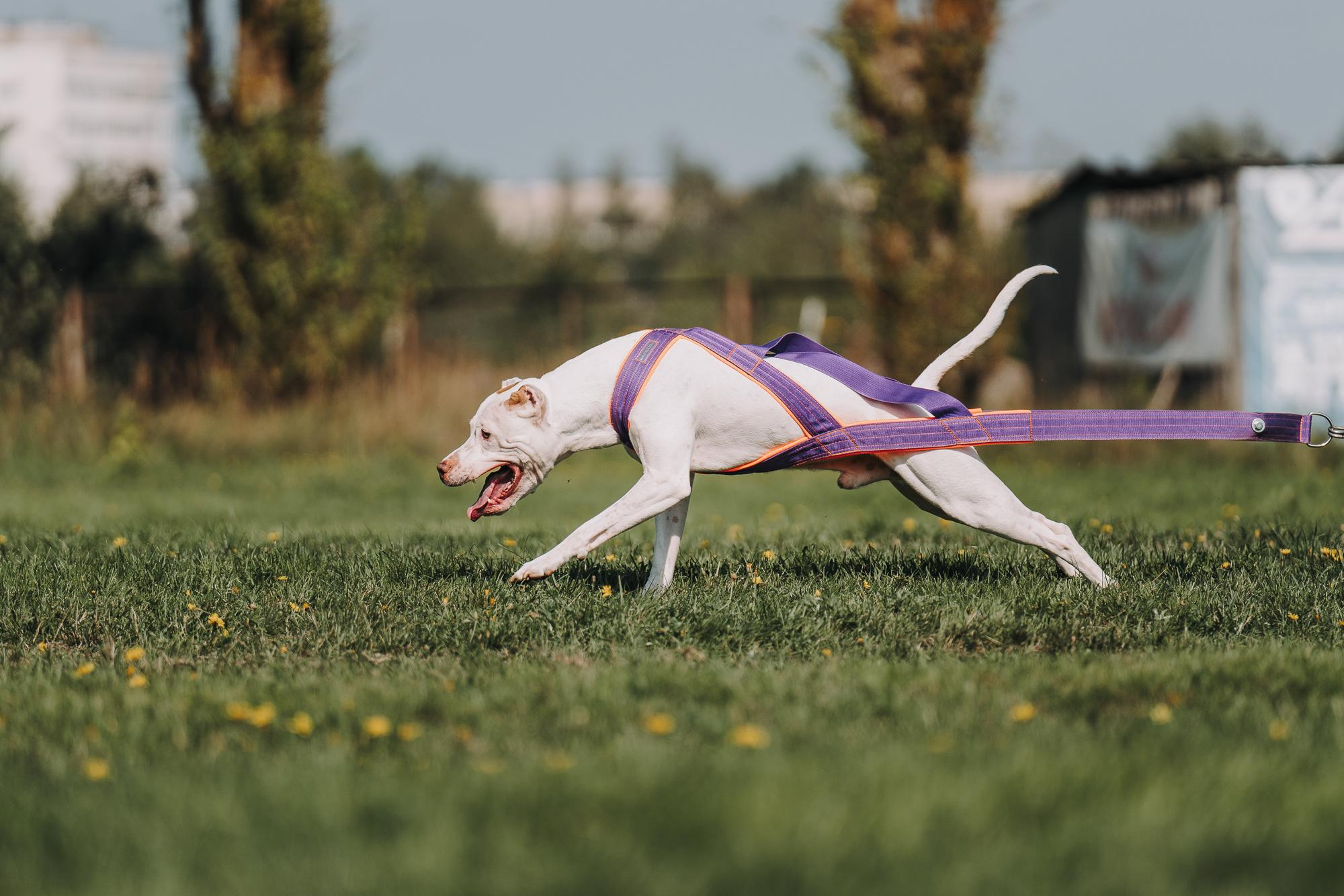 День пита и стаффа. Фотограф анималист Осипчикова Мария