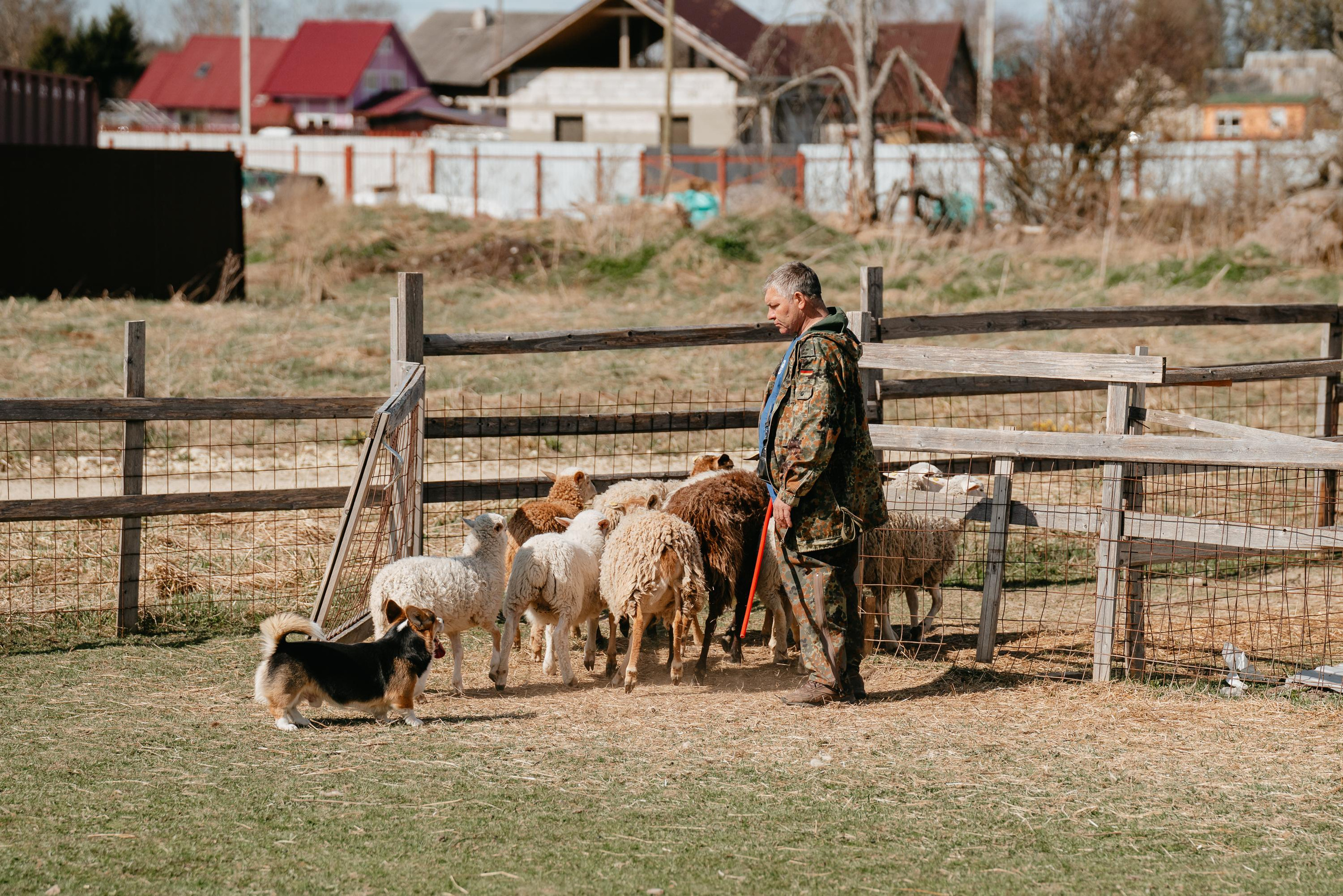 Пастушья служба. Фотограф анималист Осипчикова Мария