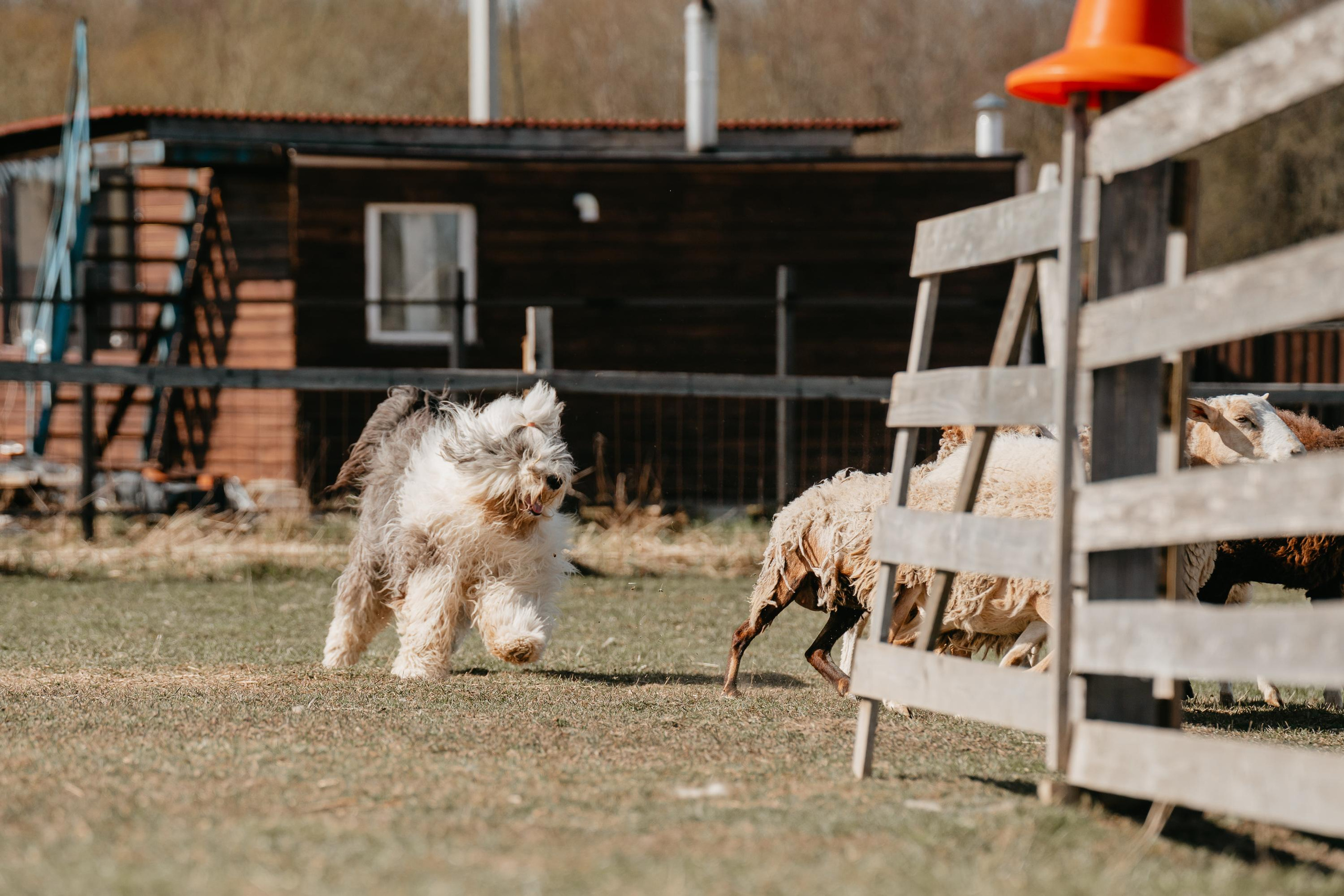 Пастушья служба. Фотограф анималист Осипчикова Мария