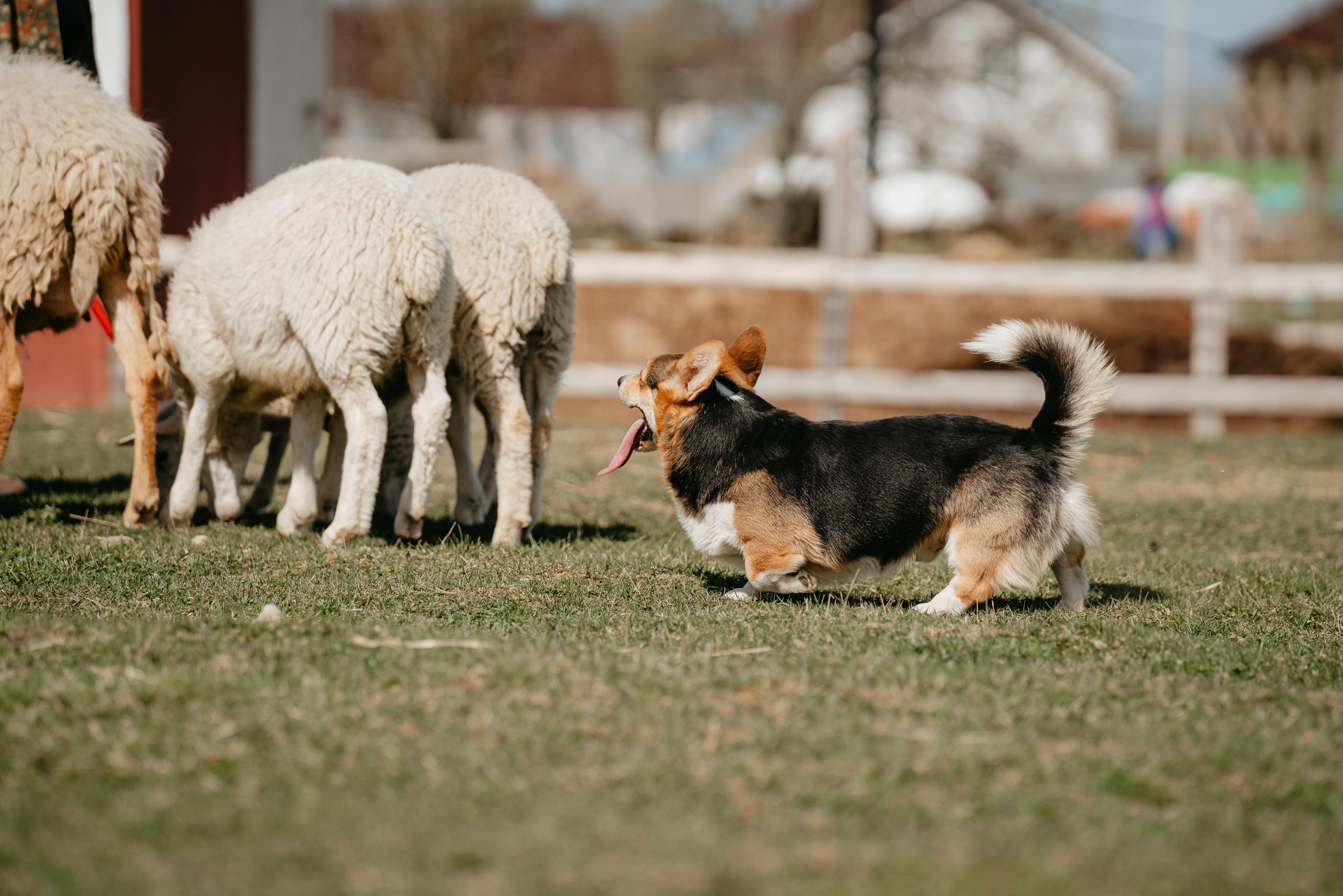 Пастушья служба. Фотограф анималист Осипчикова Мария