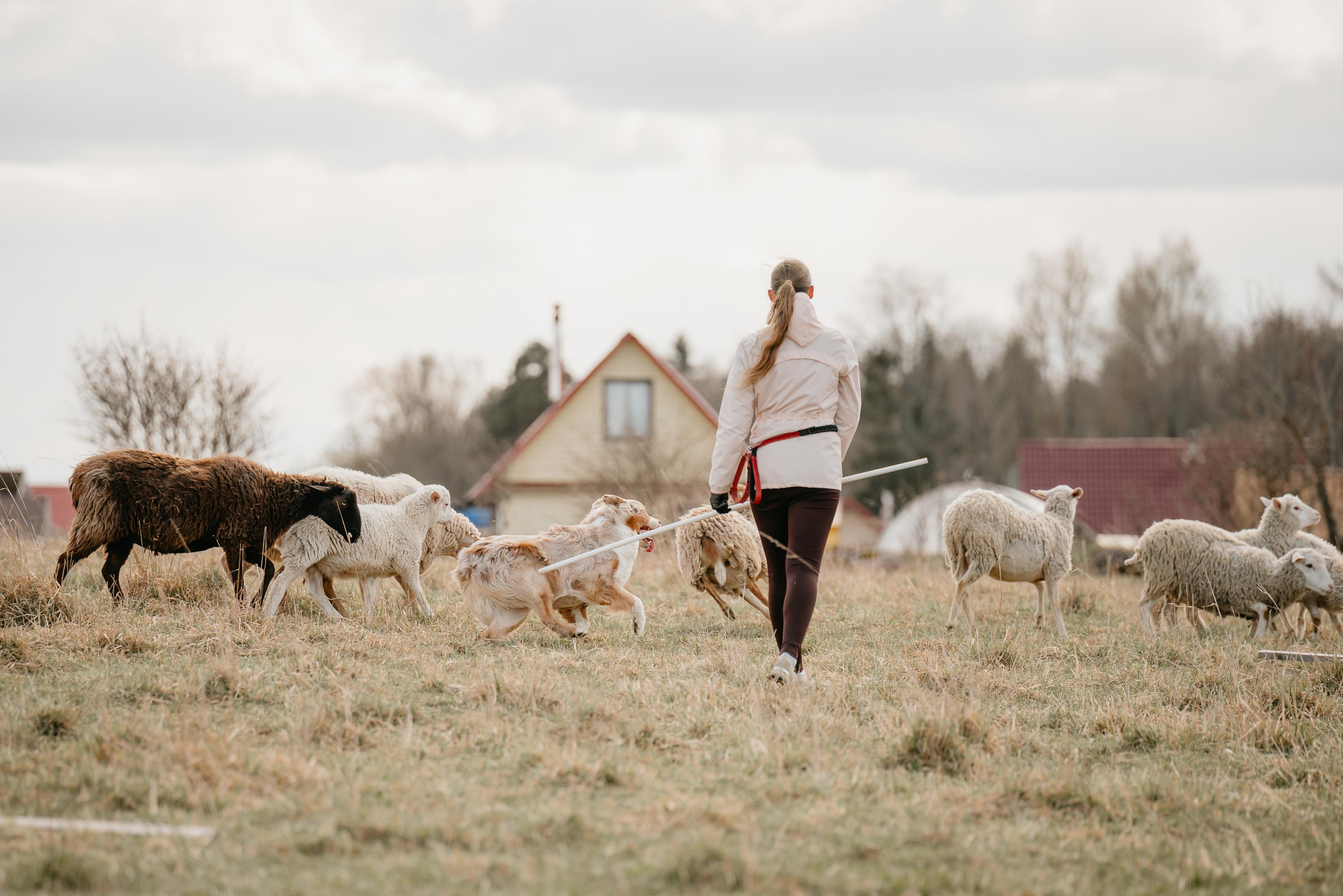 Пастушья служба. Фотограф анималист Осипчикова Мария