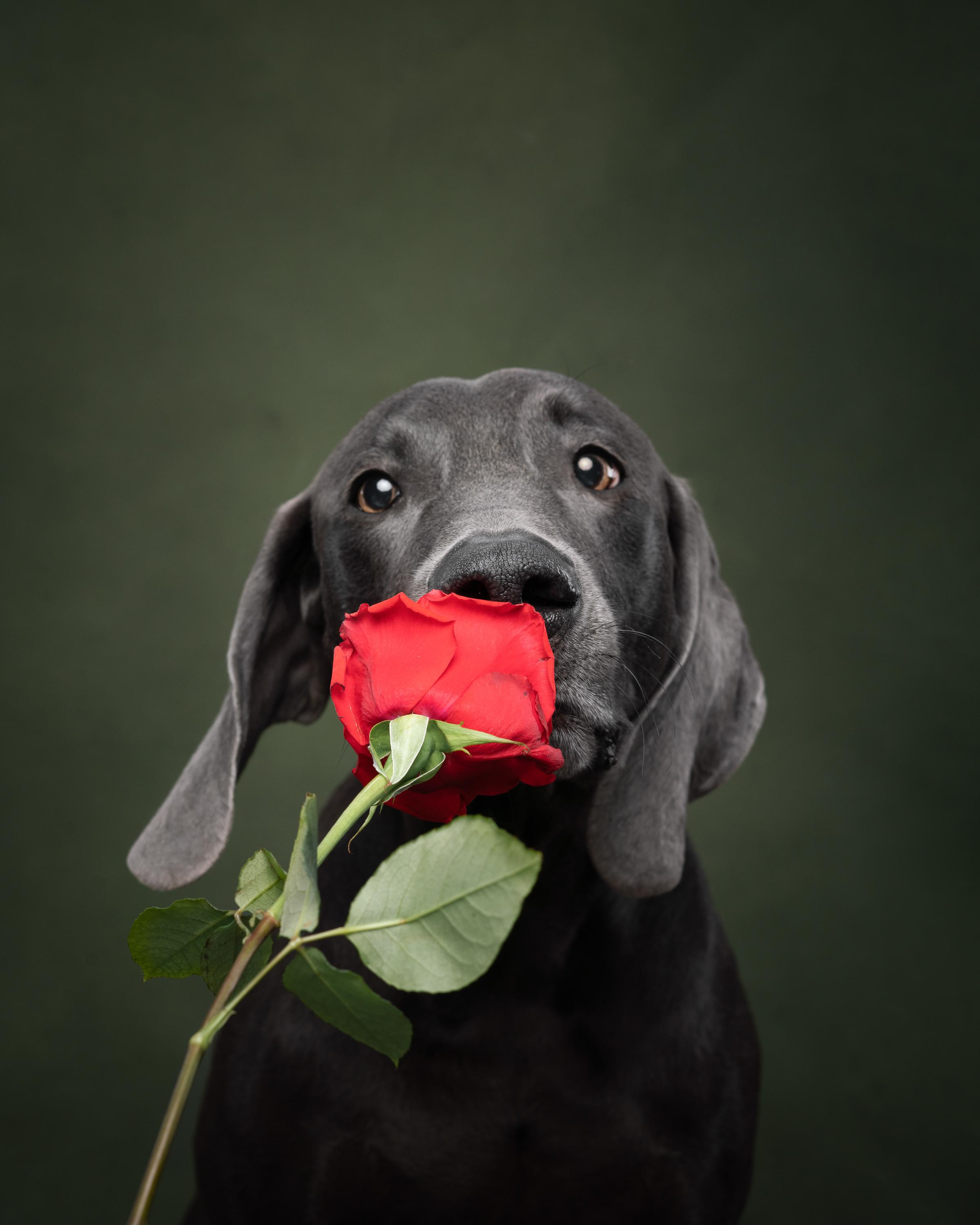 Веймаранер Рон. Фотограф анималист Осипчикова Мария