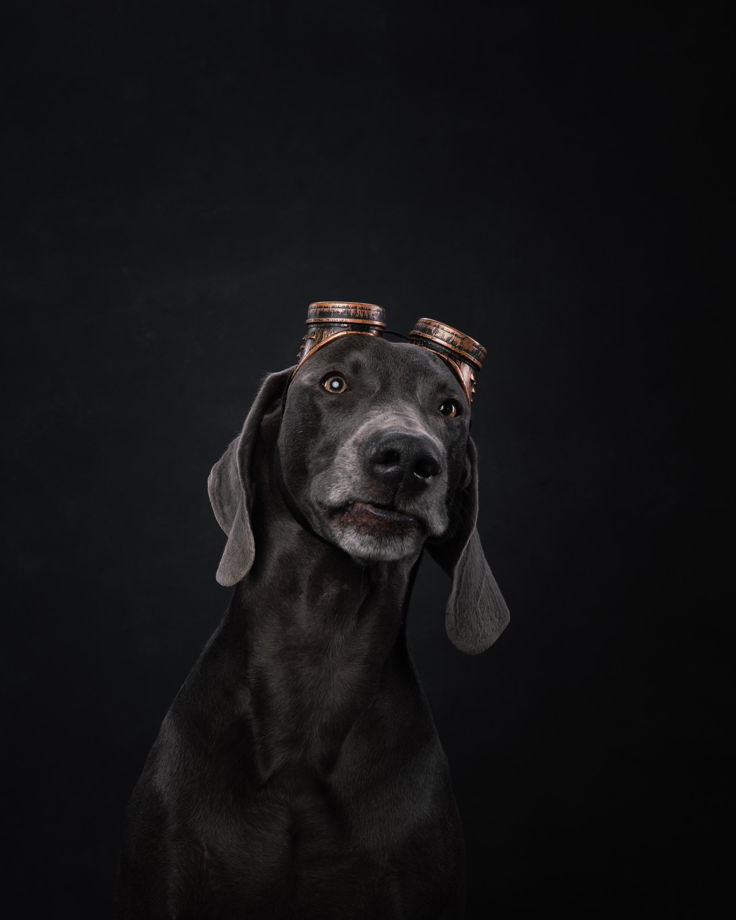 Веймаранер Рон. Фотограф анималист Осипчикова Мария