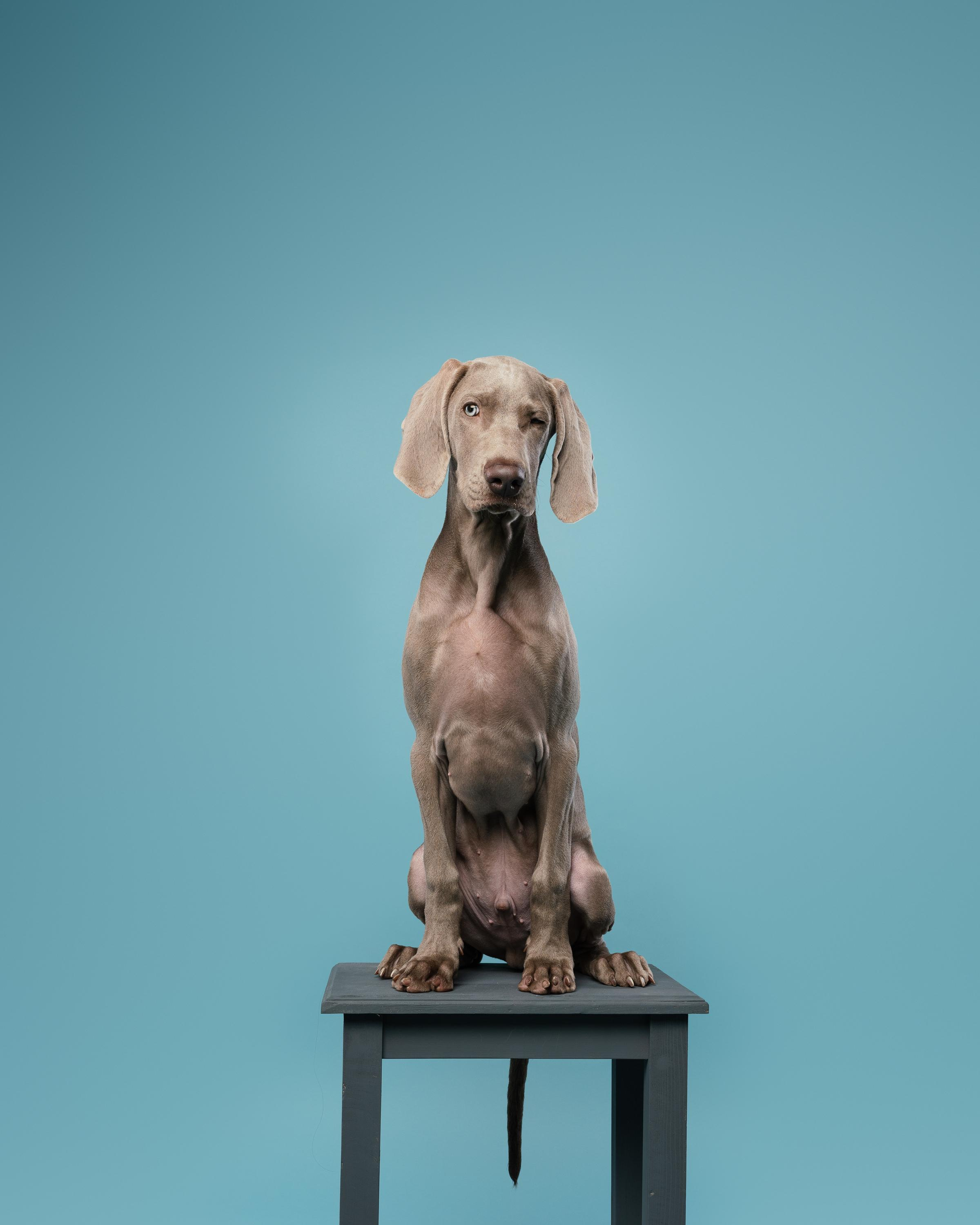 Веймаранер Эспен. Фотограф анималист Осипчикова Мария