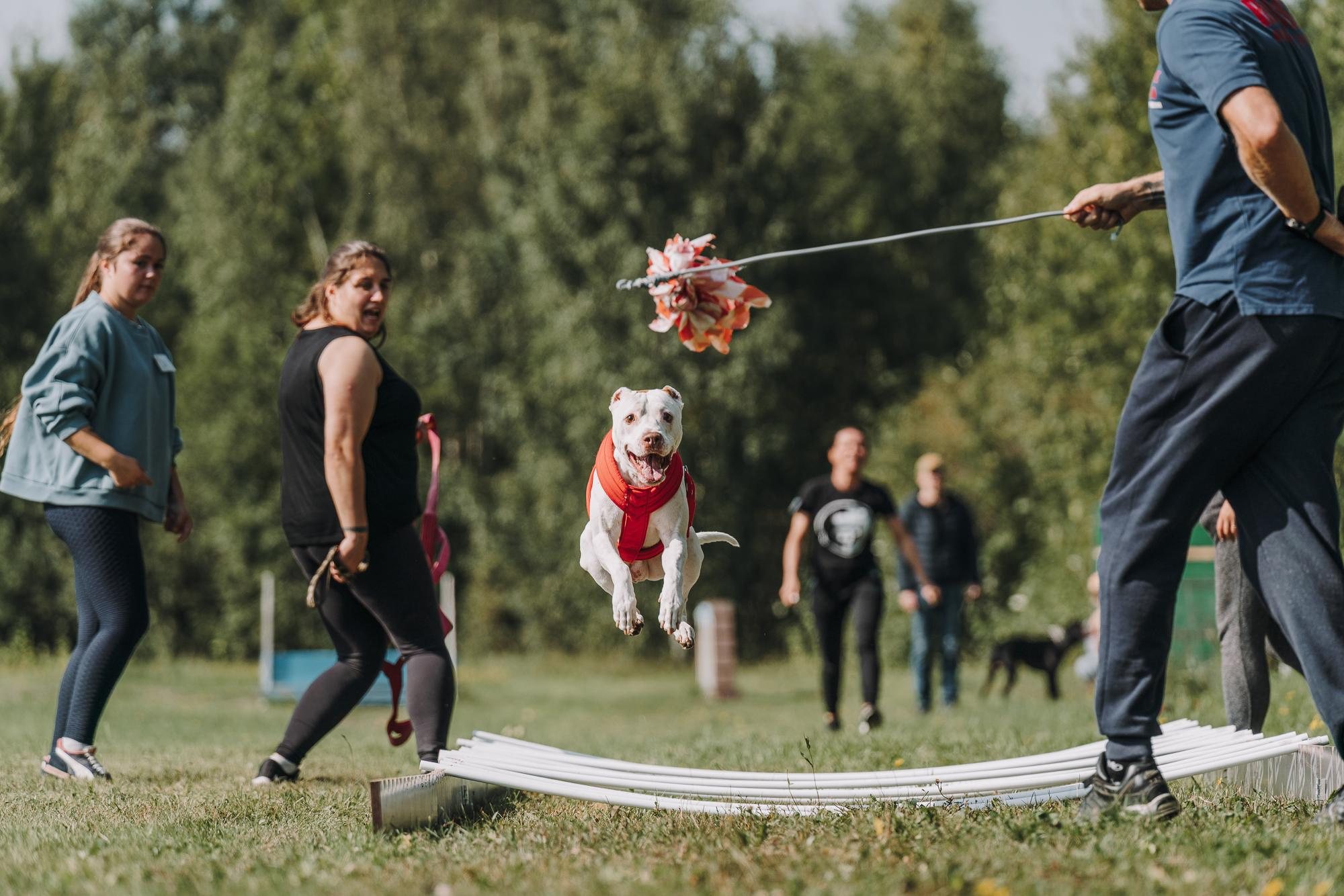 День пита и стаффа. Фотограф анималист Осипчикова Мария