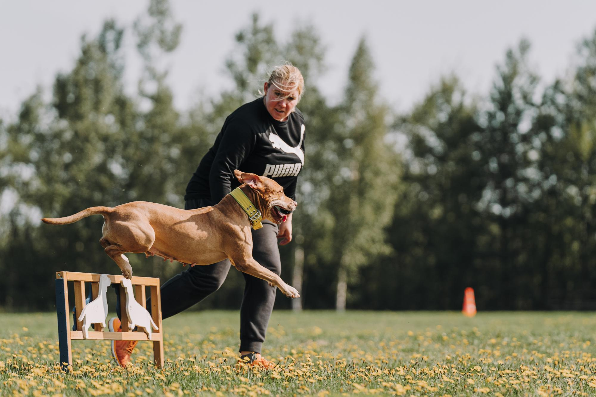 День пита и стаффа. Фотограф анималист Осипчикова Мария