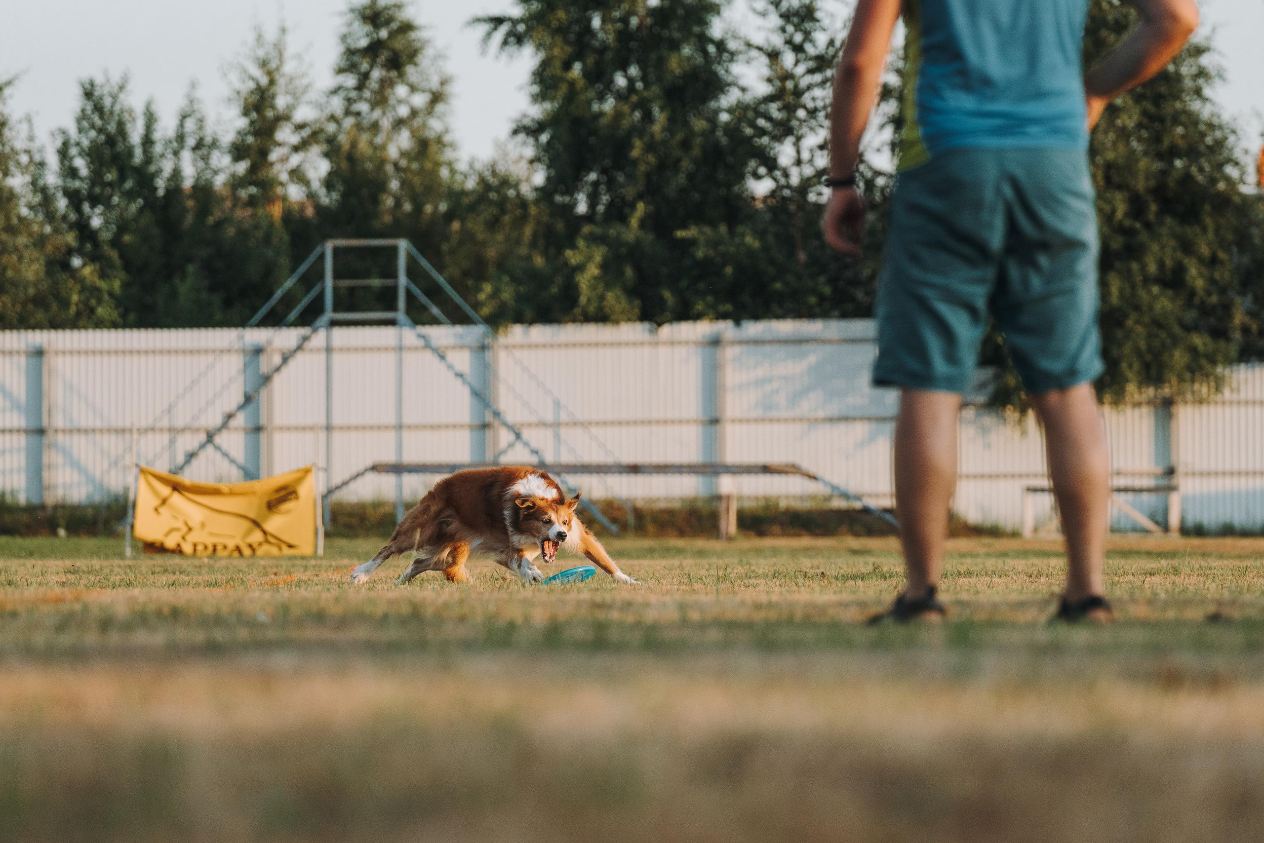 Фрисби игры UpDog. Фотограф анималист Осипчикова Мария